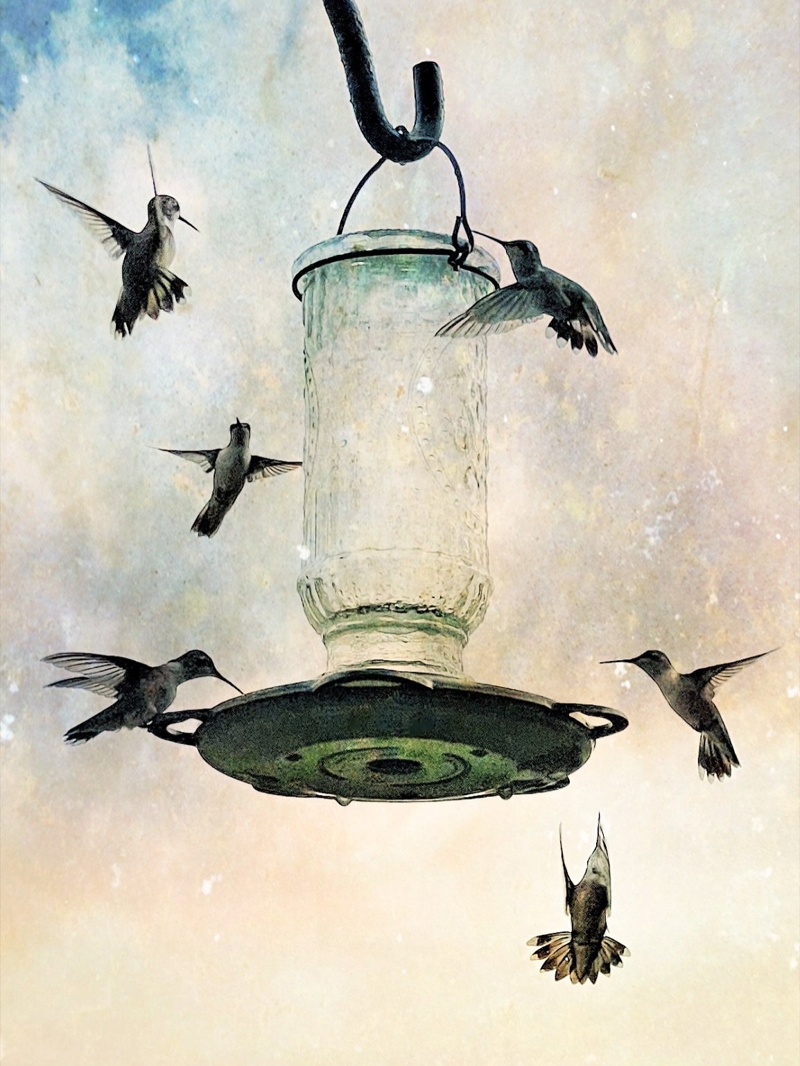 One of my favorite things about summer is watching these little creatures. Always a little sad to see them fly south in the fall. Here&rsquo;s a small sampling of photos of the hummingbirds. #itsthelittlethings #naturephotoshoot