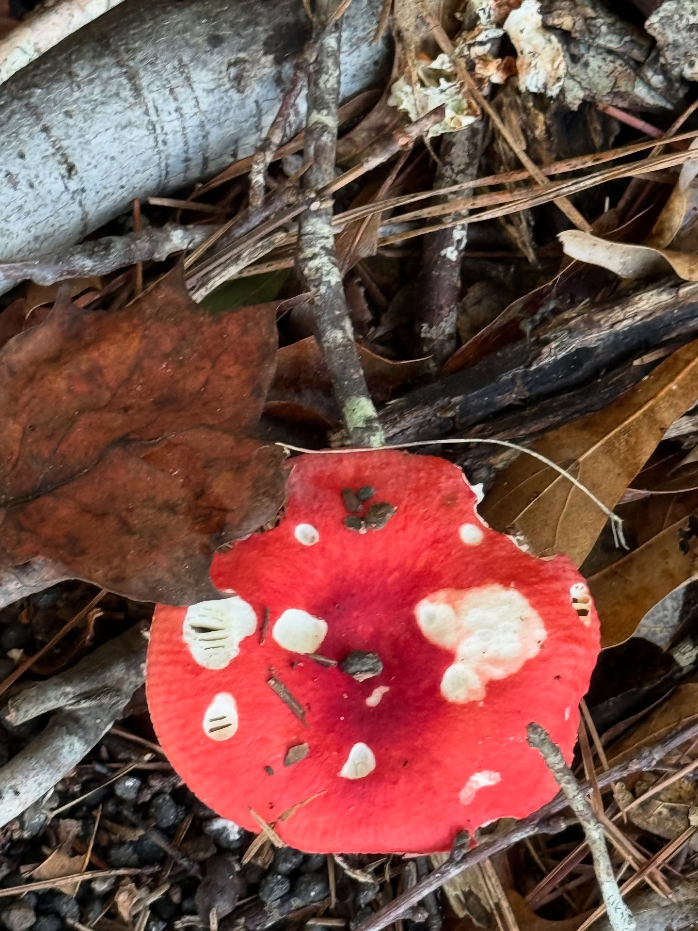 This caught my eye earlier today. I love this color palette. I think I will use it for inspiration.  #mushroomlove #amazingnature