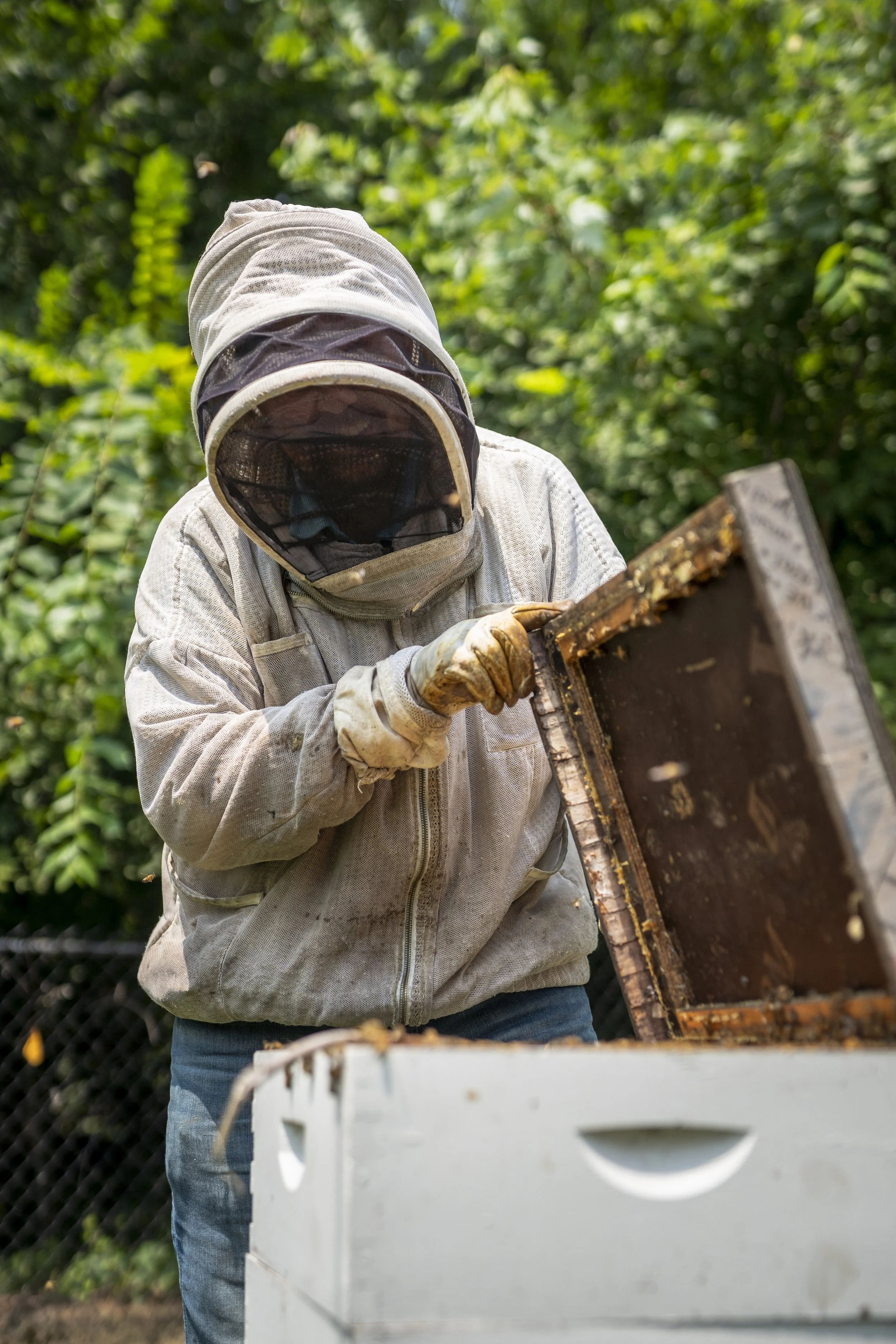 Fabricut - Bees - MIKE - 22.jpg