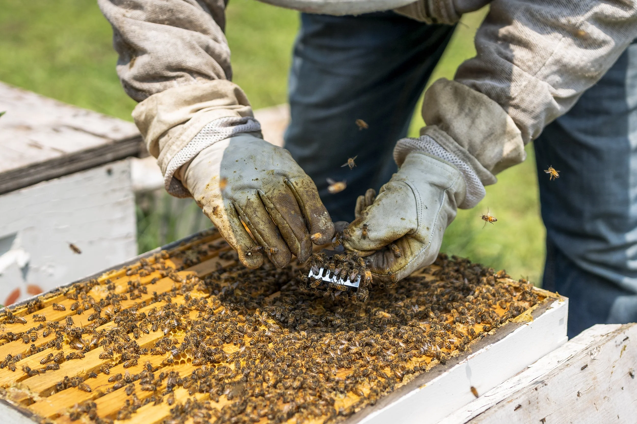 Fabricut - Bees - MIKE - 17 (1).jpg
