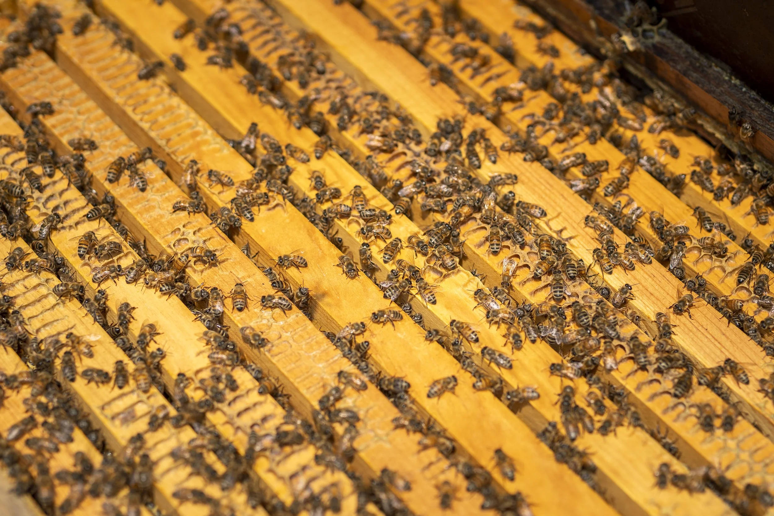 Fabricut - Bees - MIKE - 35.jpg