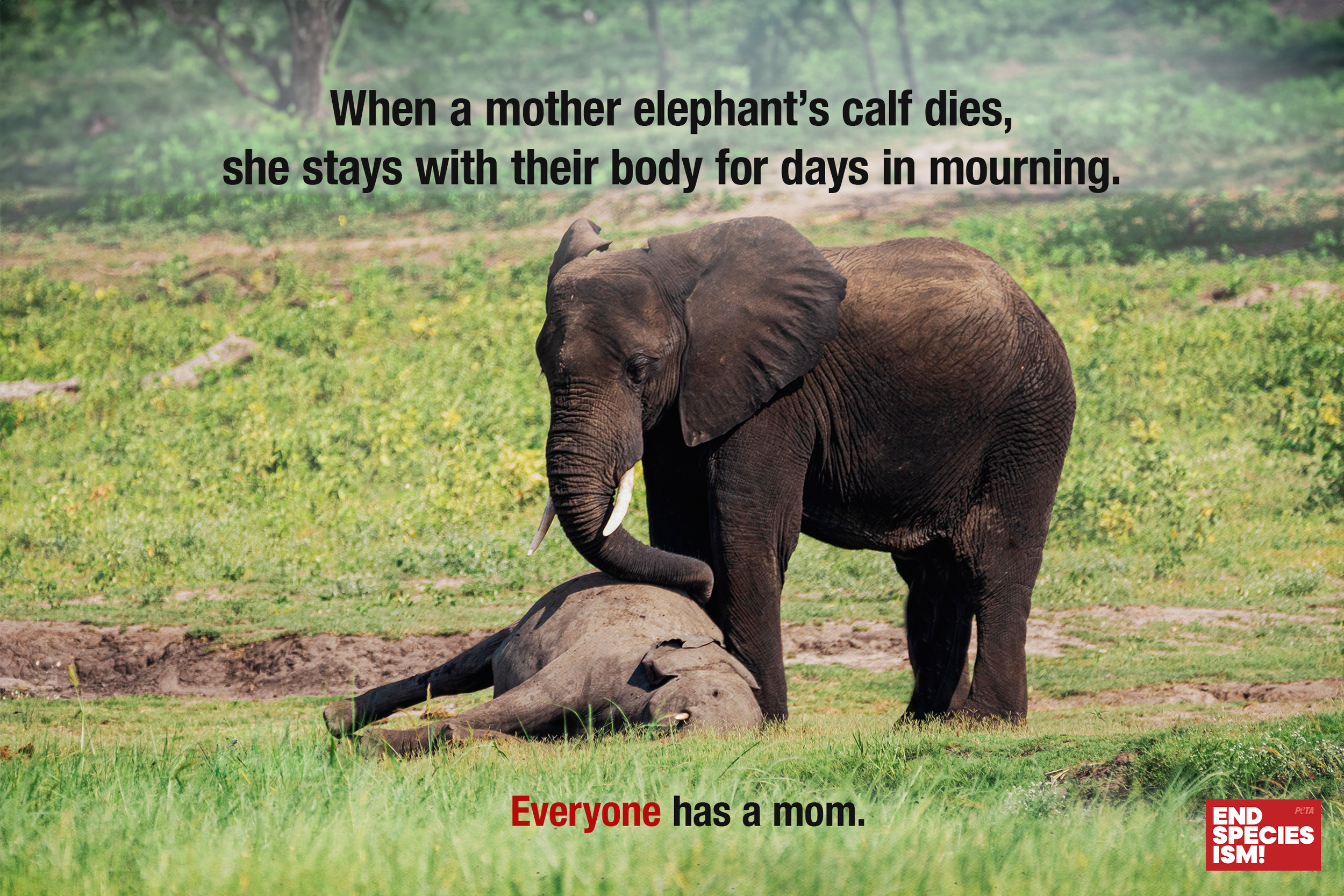 HimaliGlor-PETA-Elephants.png