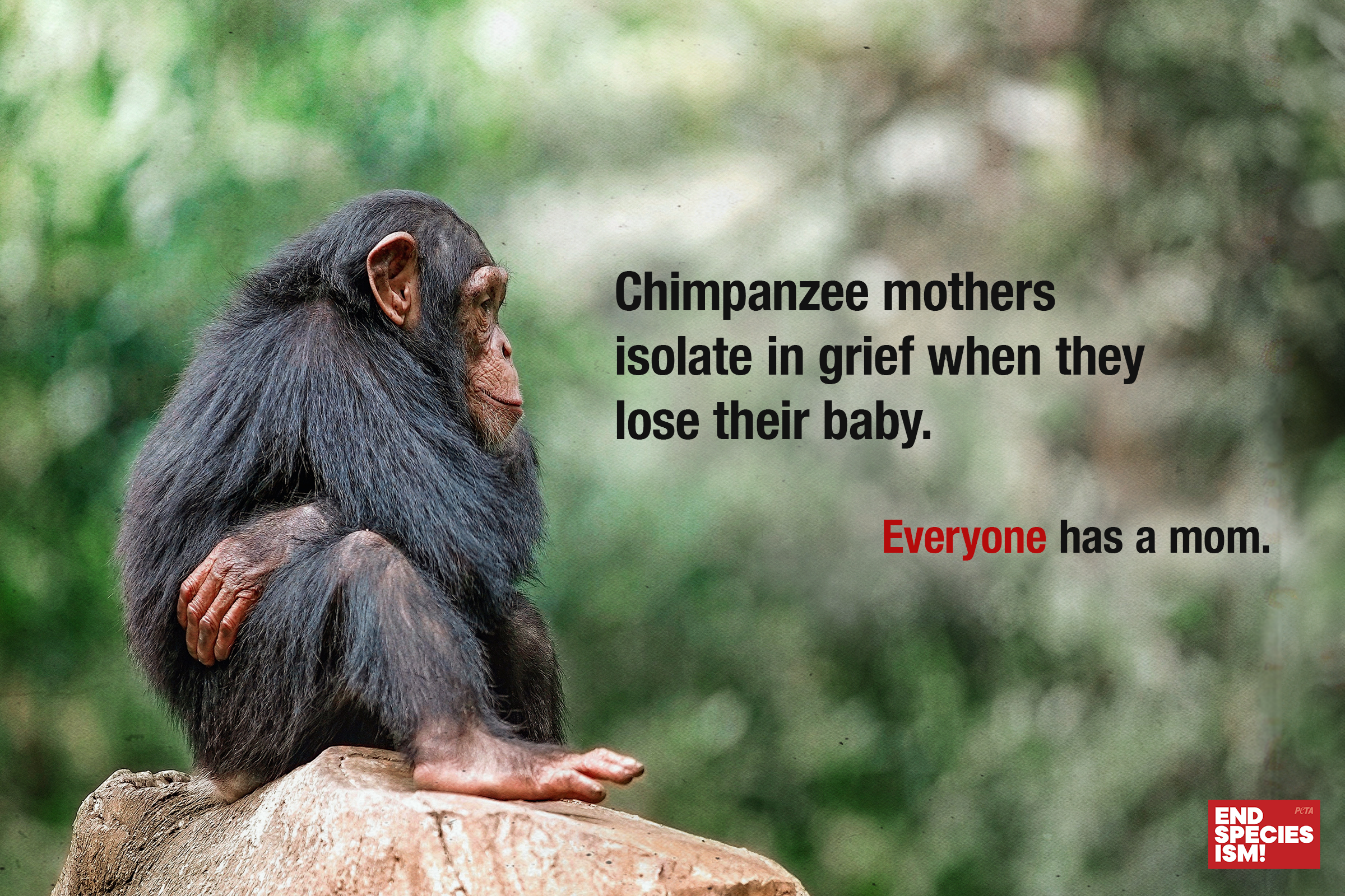 HimaliGlor_PETA_Chimp.png