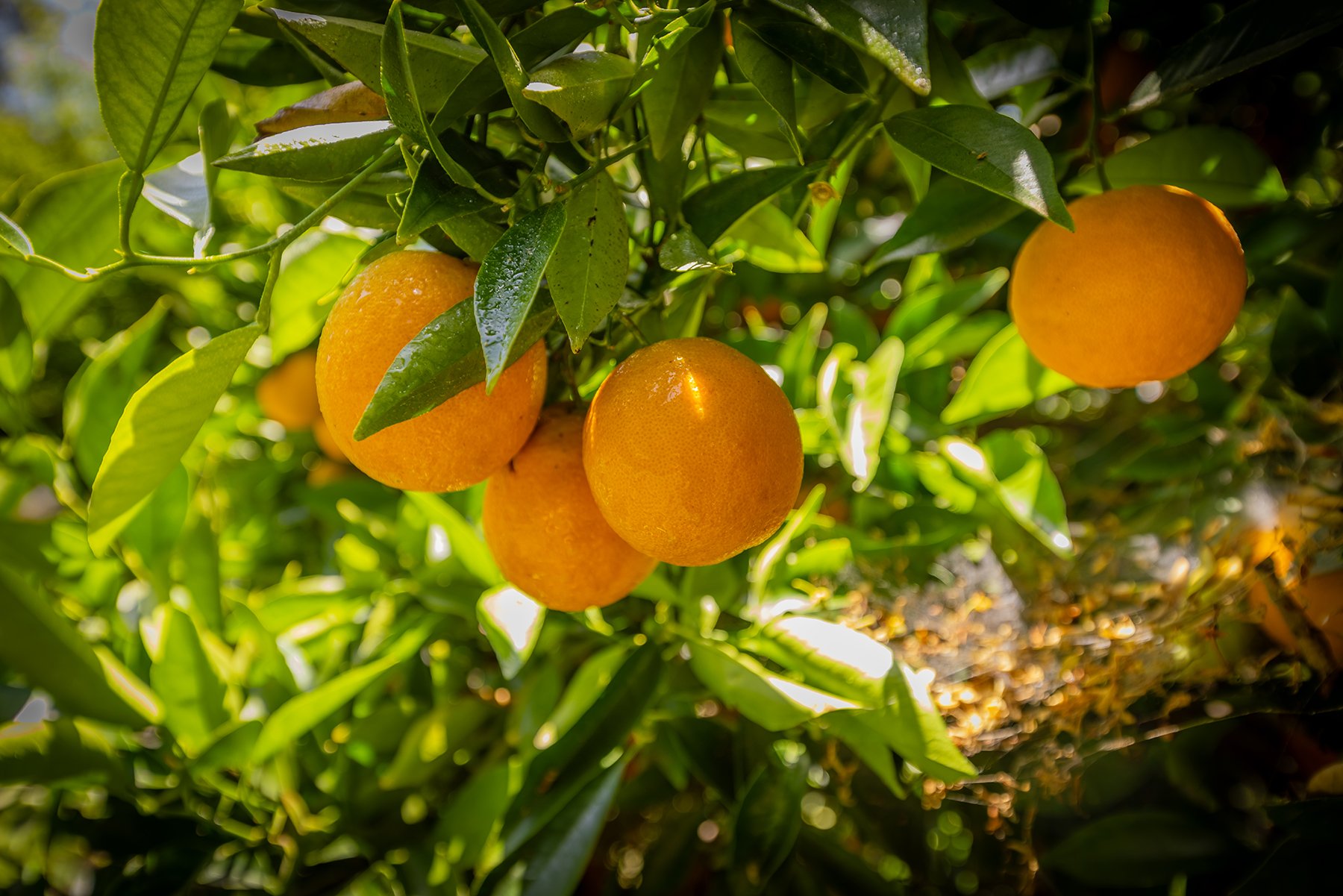 S8C_712 Cuyama_37.jpg