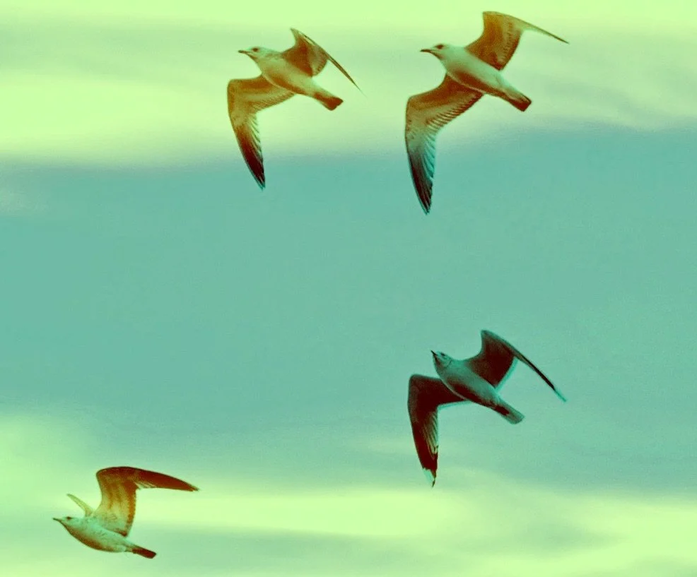 Image 5-14-25 at 8.41 PM.jpeg