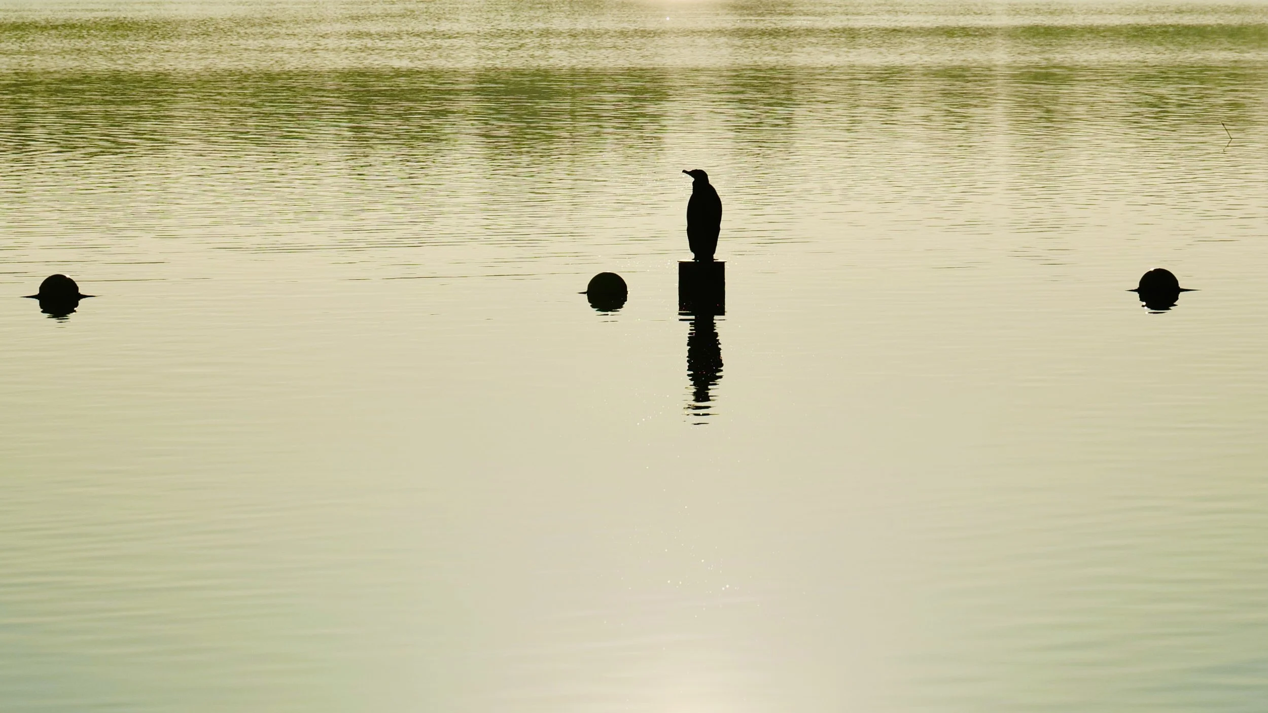P1018537.jpeg