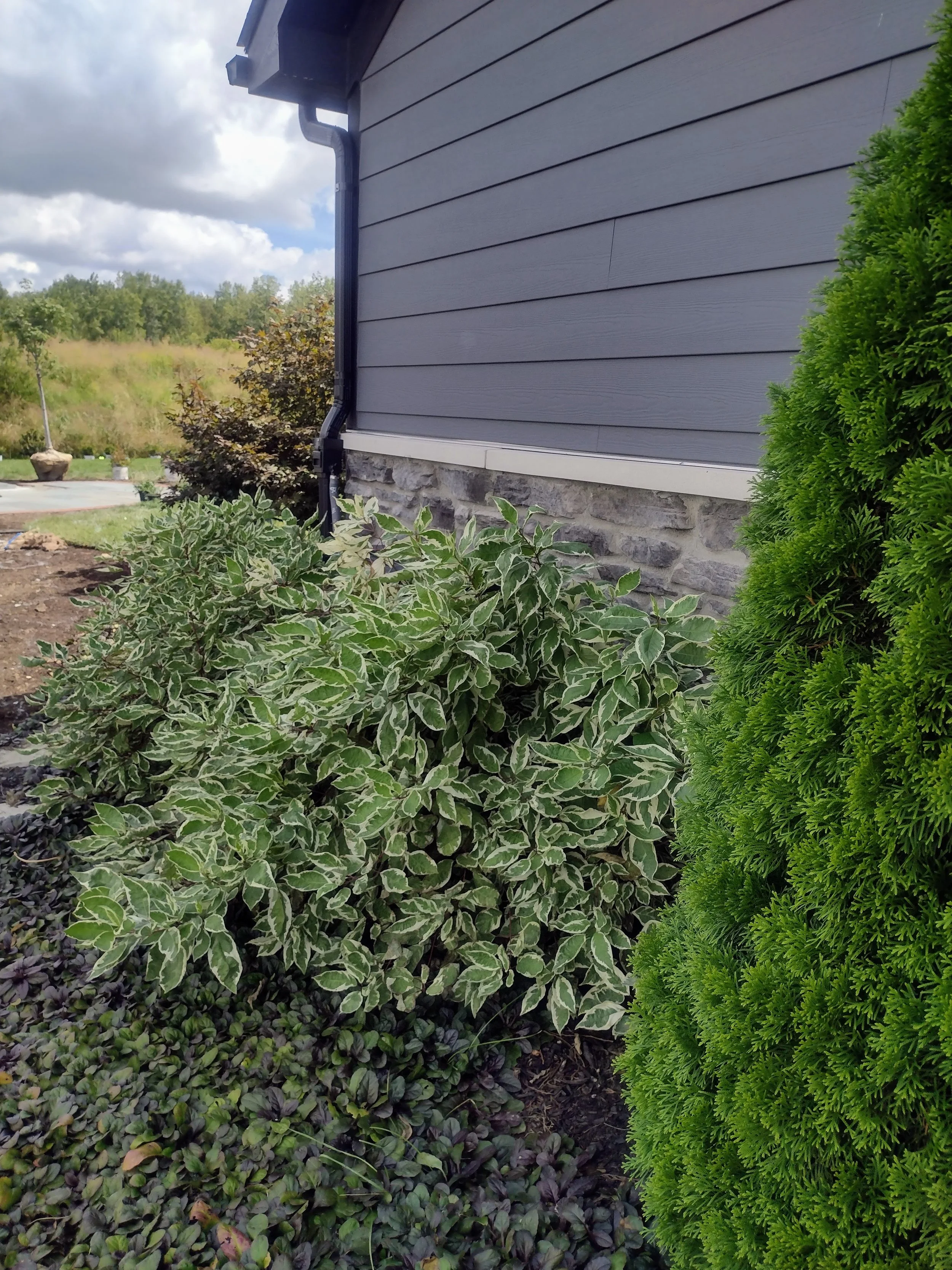 IMG_20250829_124619727_HDR.jpg