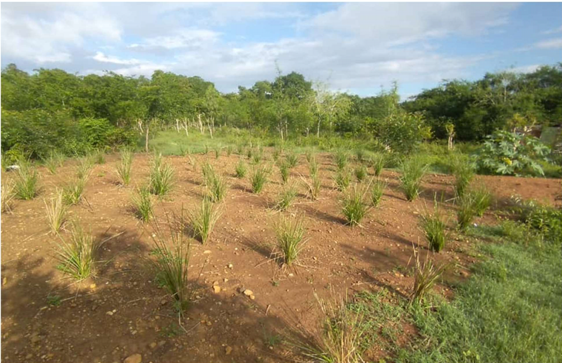 This is the leachfield area, which was planted with vetiver plants. (Oct/Nov 2022)