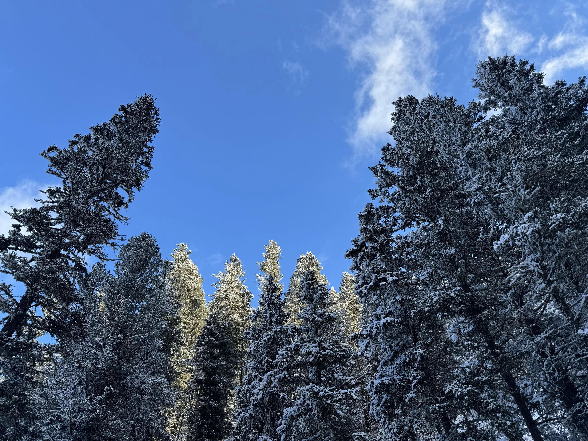 IMG_20260126_152303 Trees.jpg