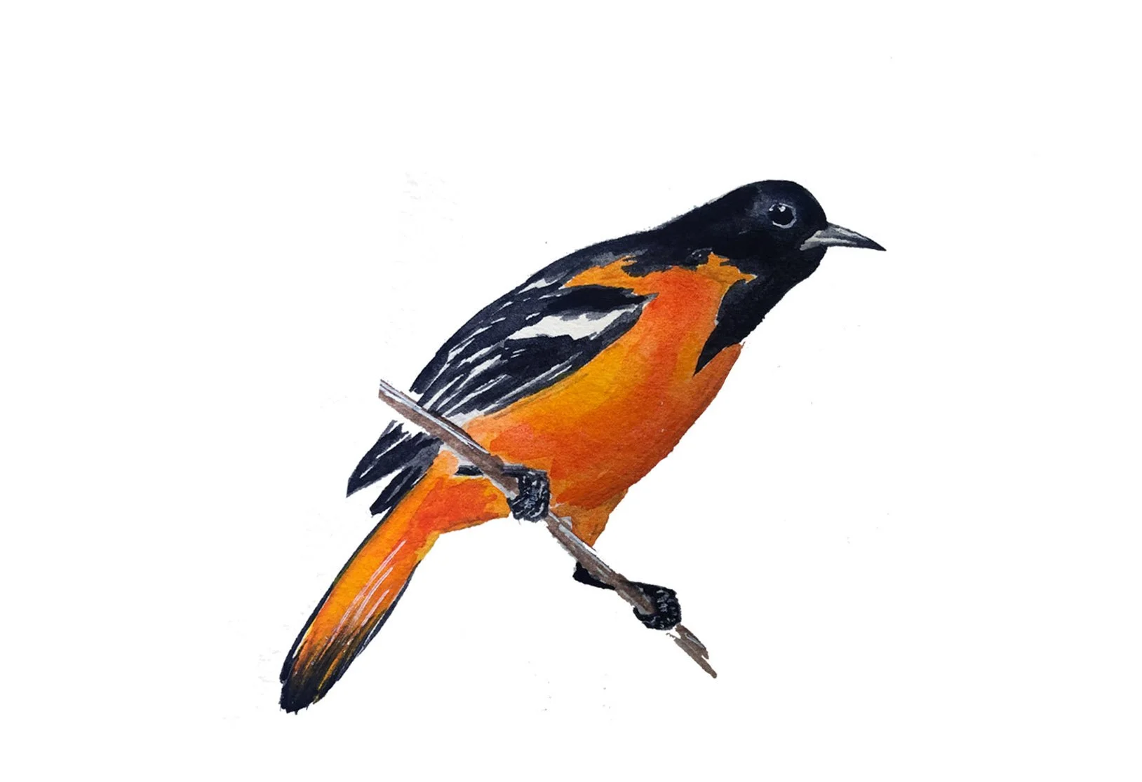 Baltimore Oriole, state bird of Maryland. Watercolor, pen and ink.