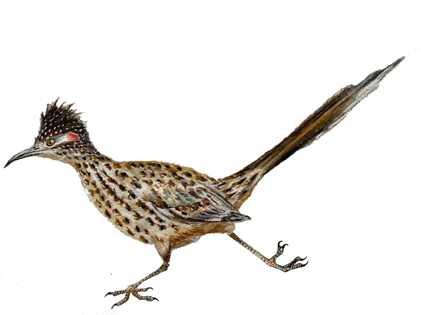 Greater Roadrunner. Gouache, pen and ink.