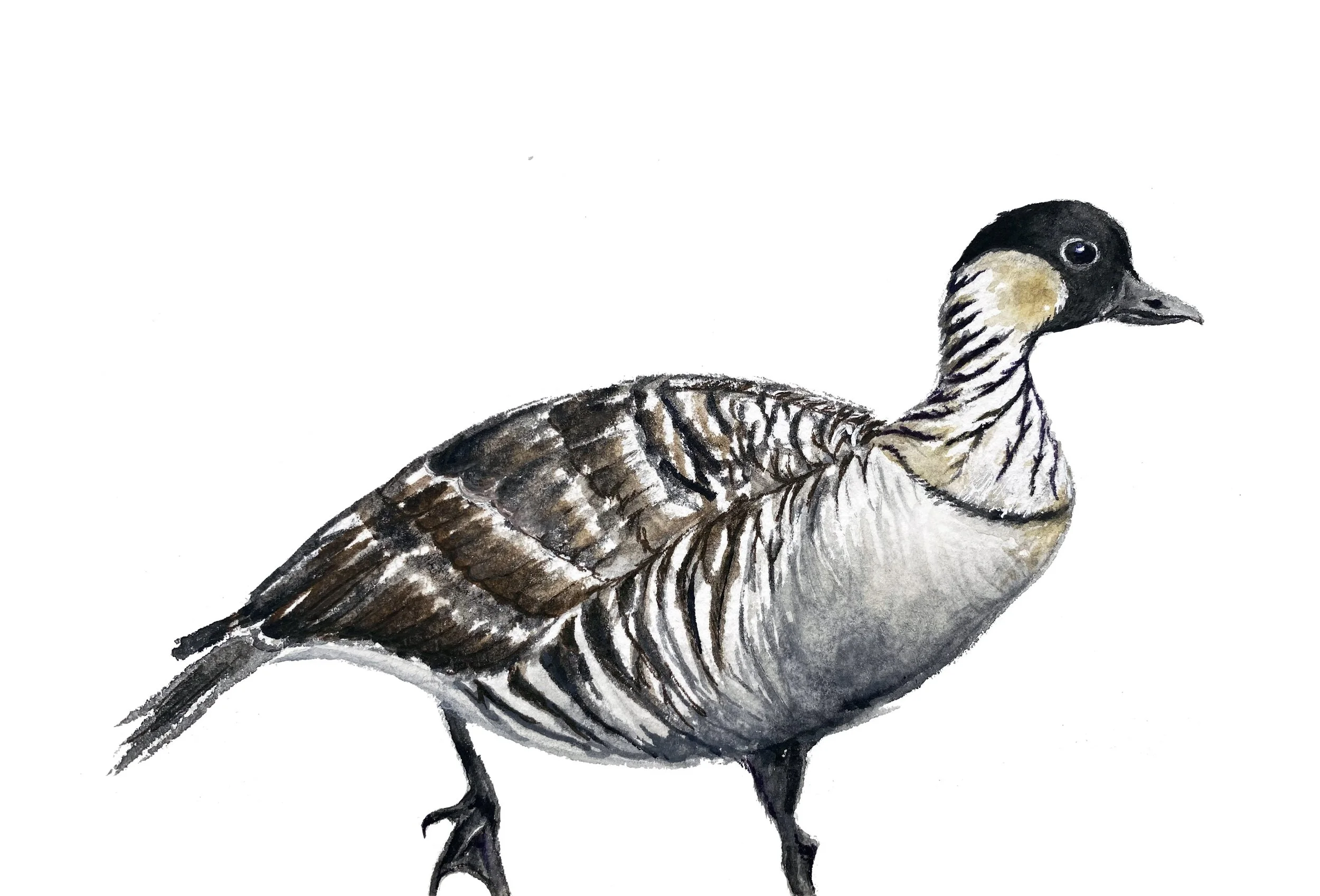 Nene, state bird of Hawaii. Watercolor, pen and ink.