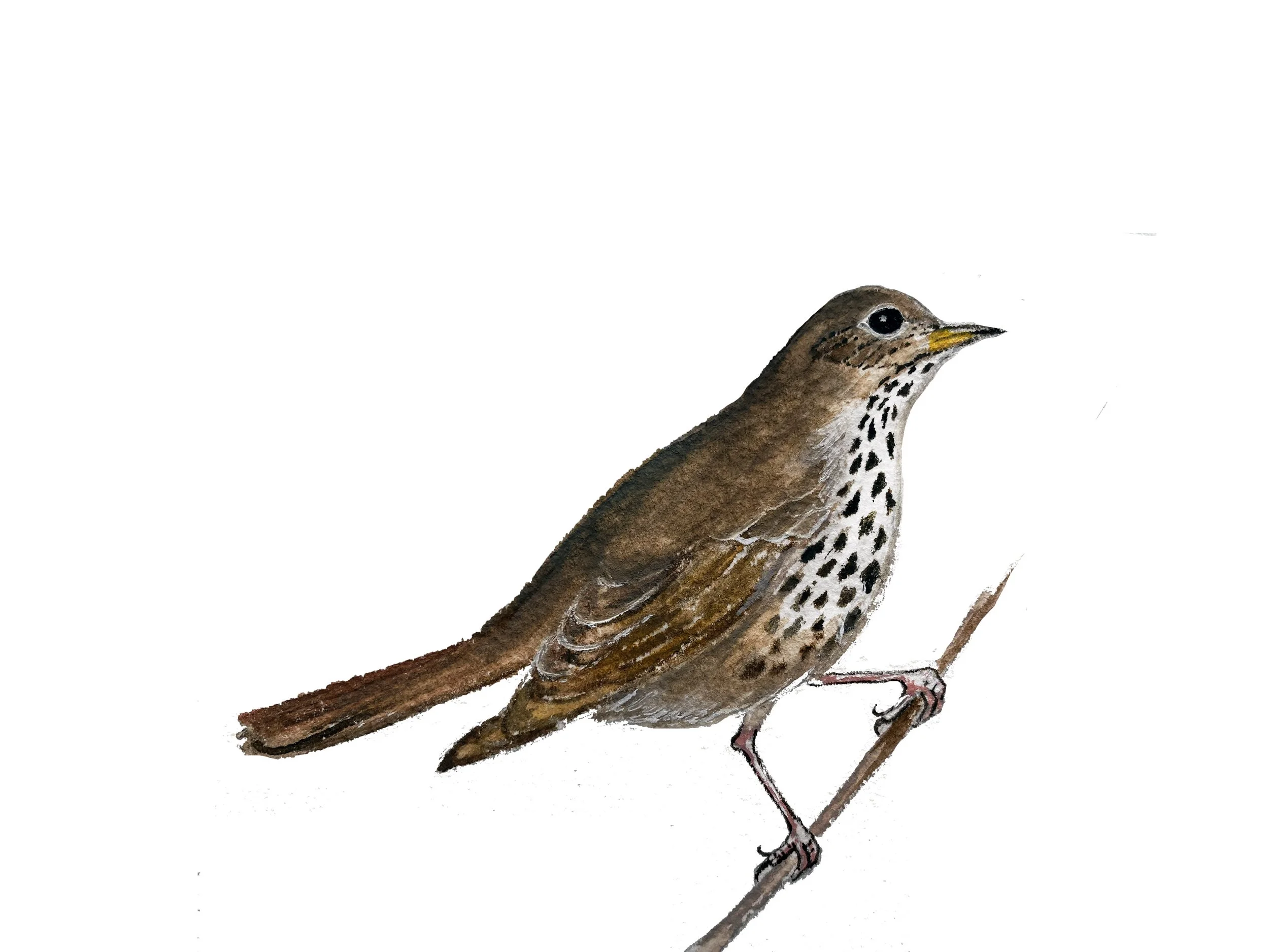 Hermit Thrush, state bird of Vermont. Watercolor, pen and ink.