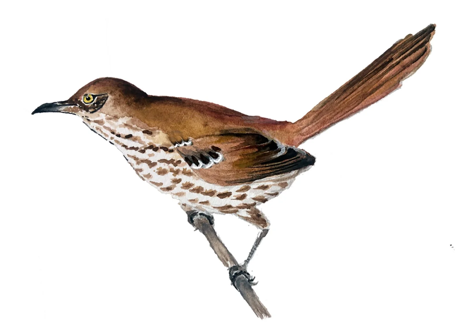 Brown Thrasher. Watercolor, pen and ink.