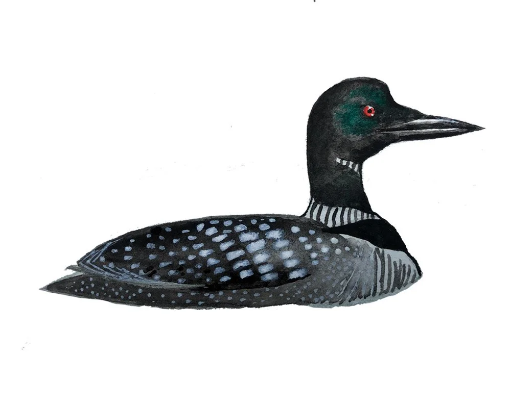 Common Loon, state bird of Minnesota. Watercolor, pen and ink.