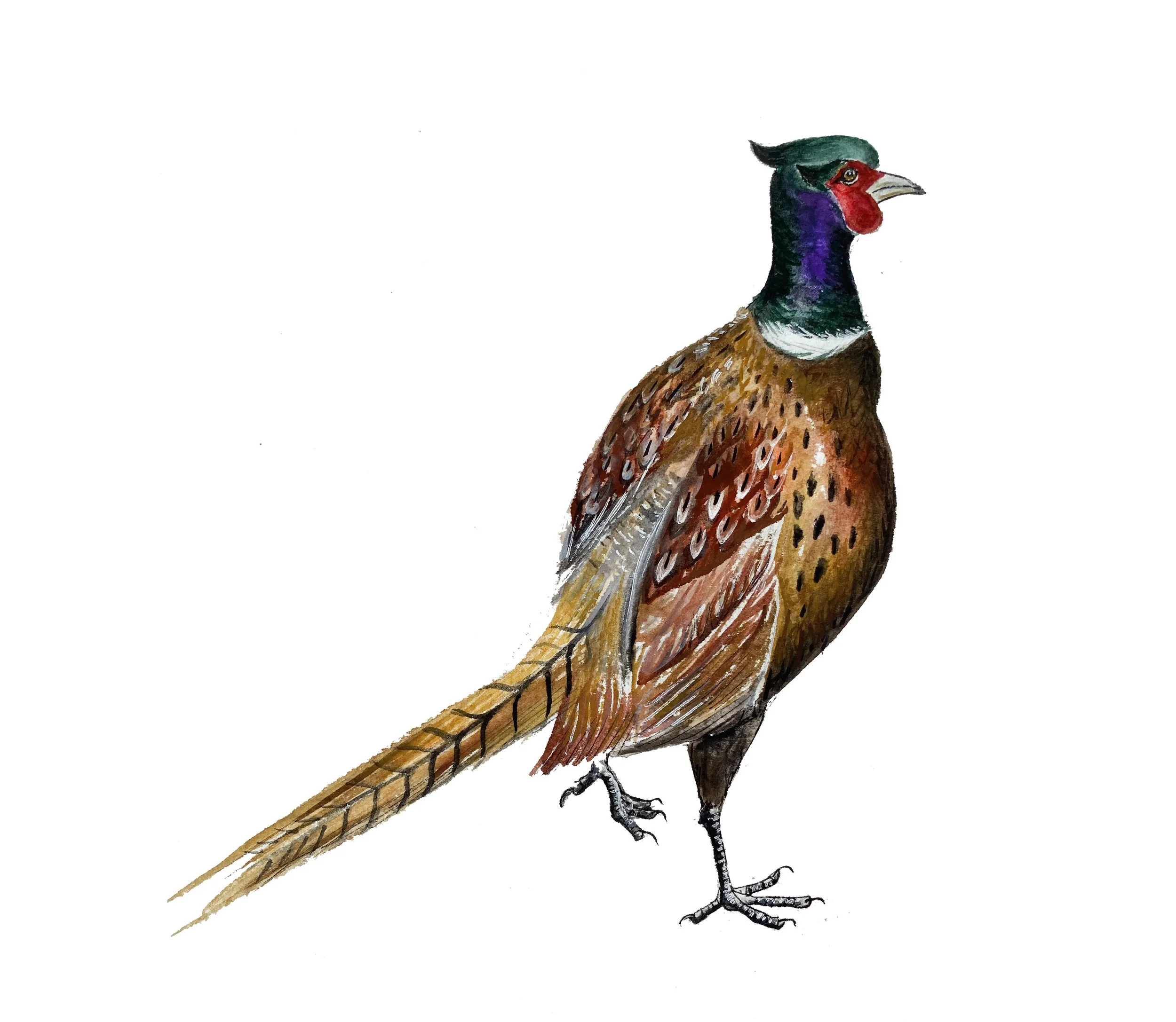 Ring-necked Pheasant. State bird of South Dakota