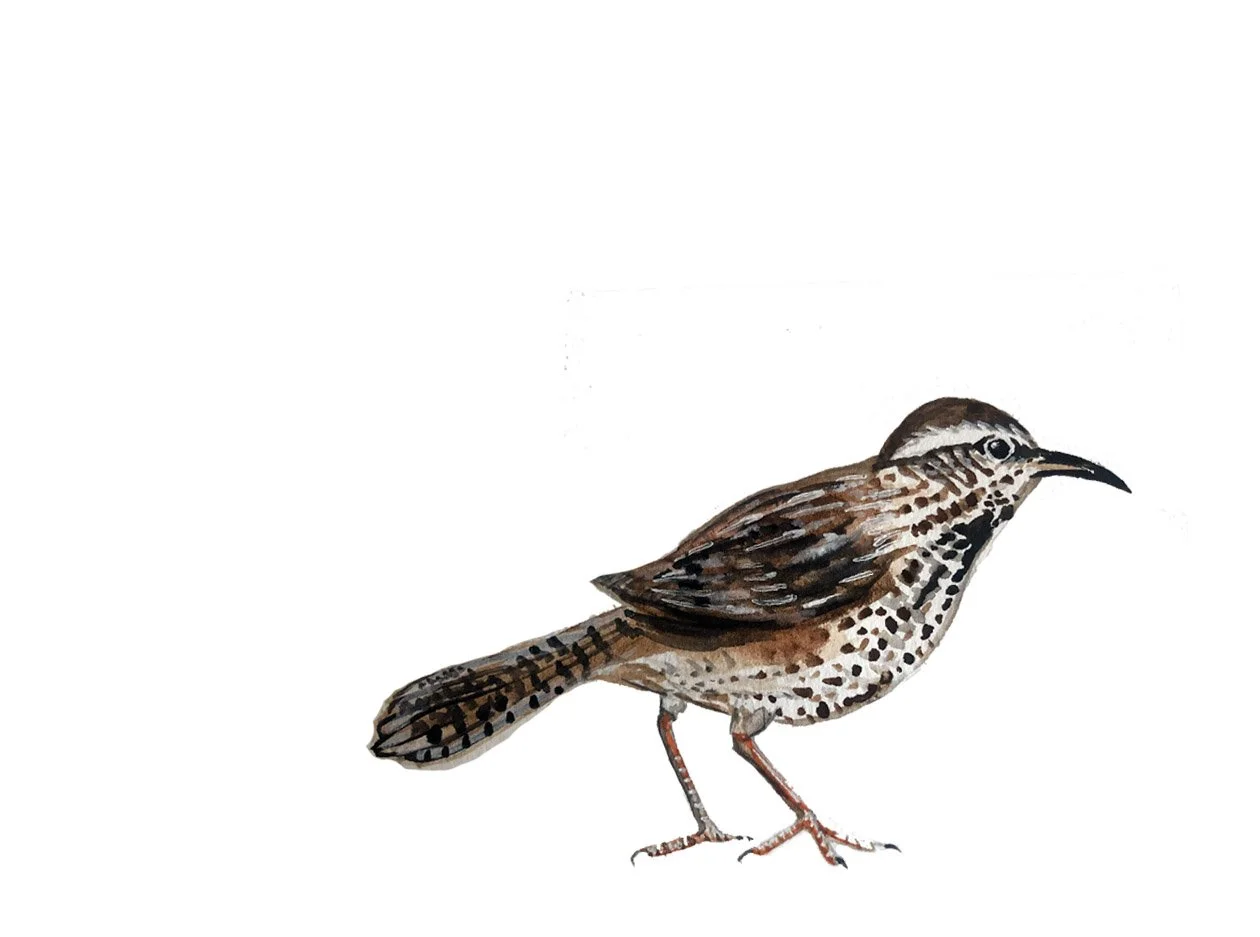 Cactus Wren. Watercolor, pen and ink.