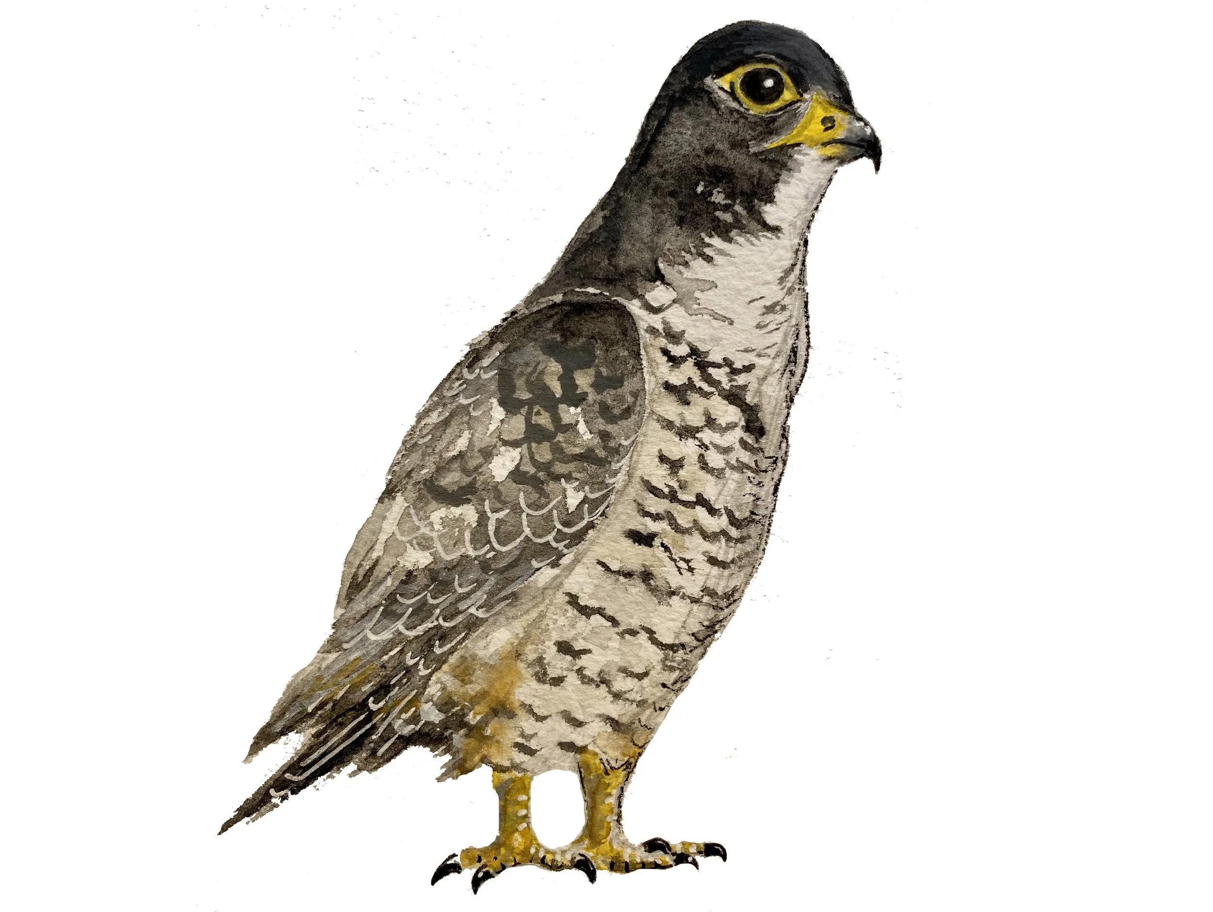 Peregrine falcon. Watercolor, pen and ink.