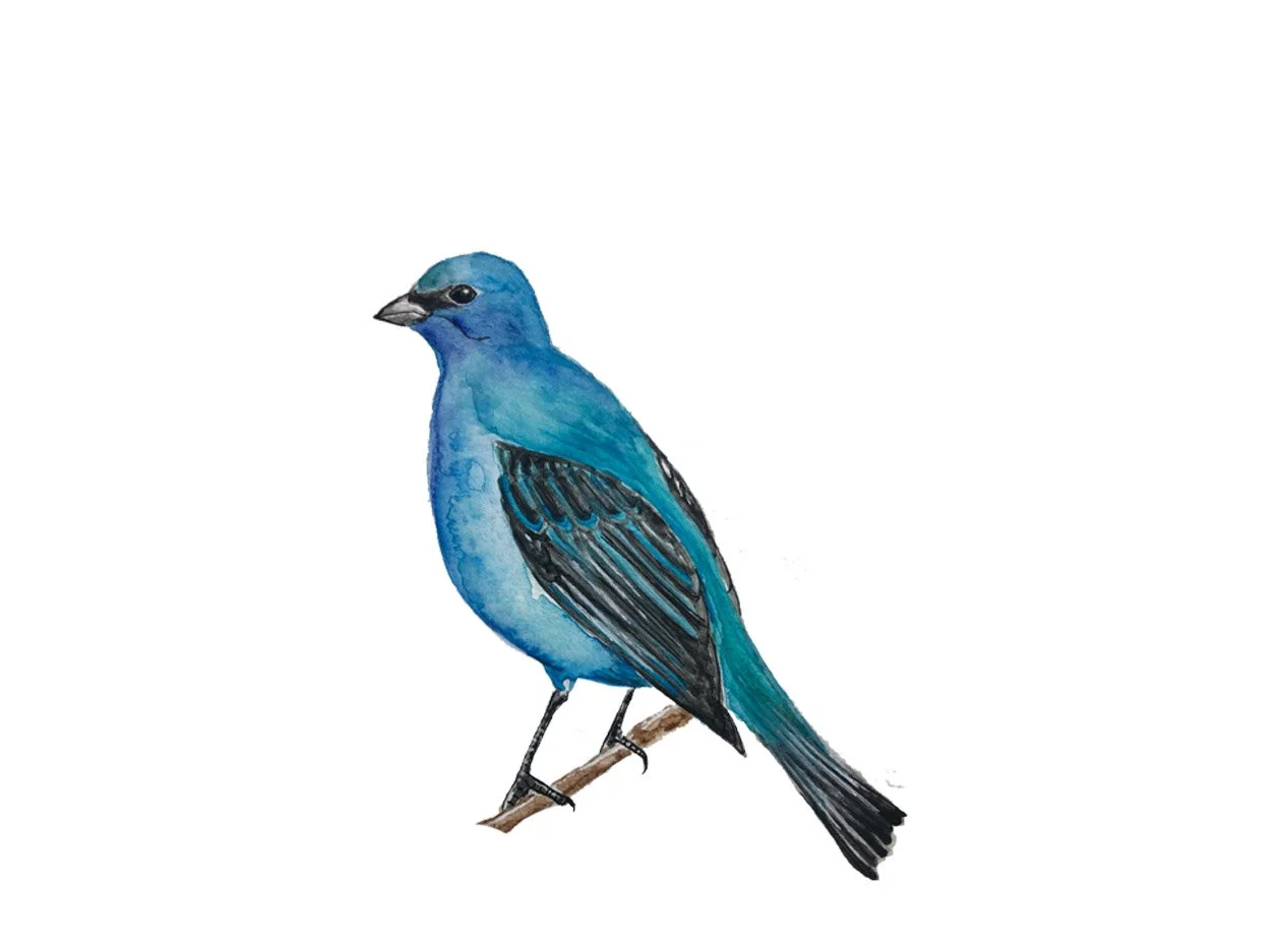 Indigo Bunting. Watercolor, pen and ink.