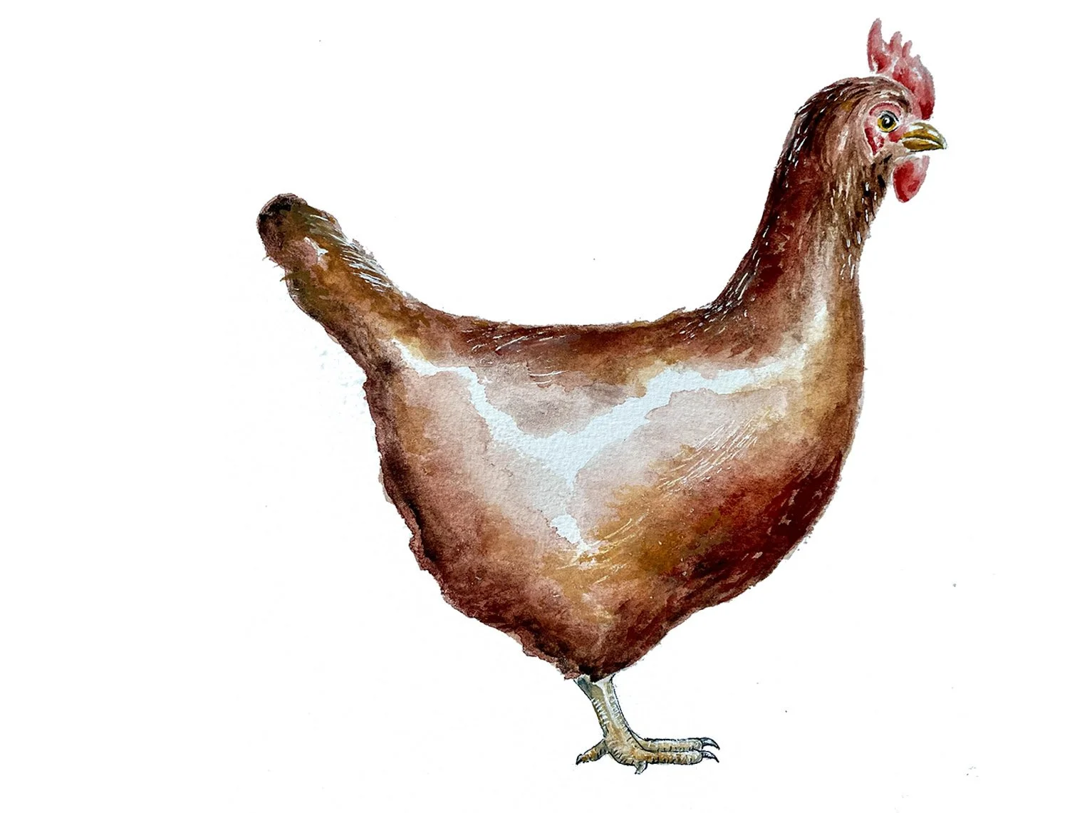 Rhode Island Red. Watercolor, pen and ink.