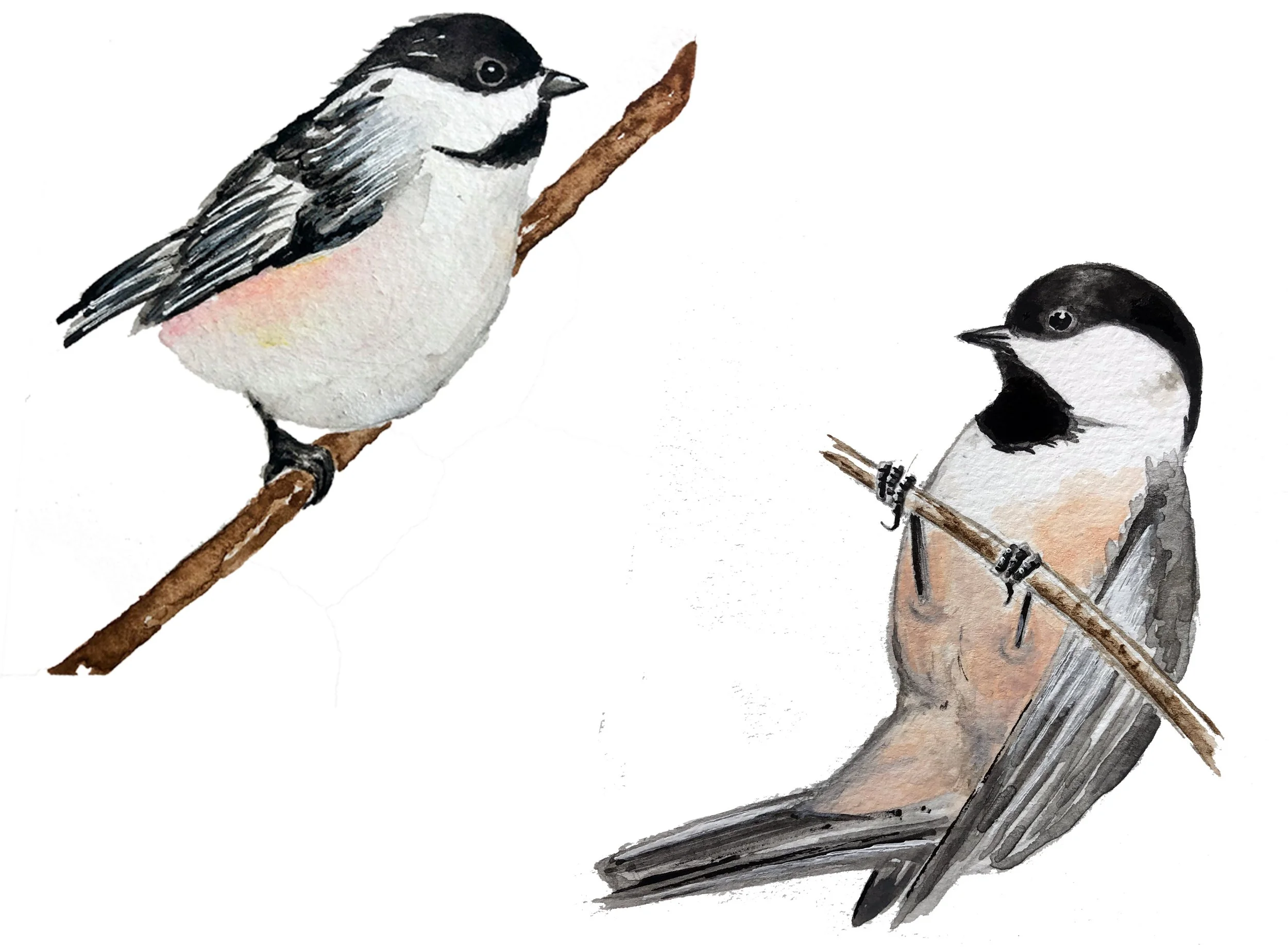 Carolina Chickadees. Watercolor, pen and ink.