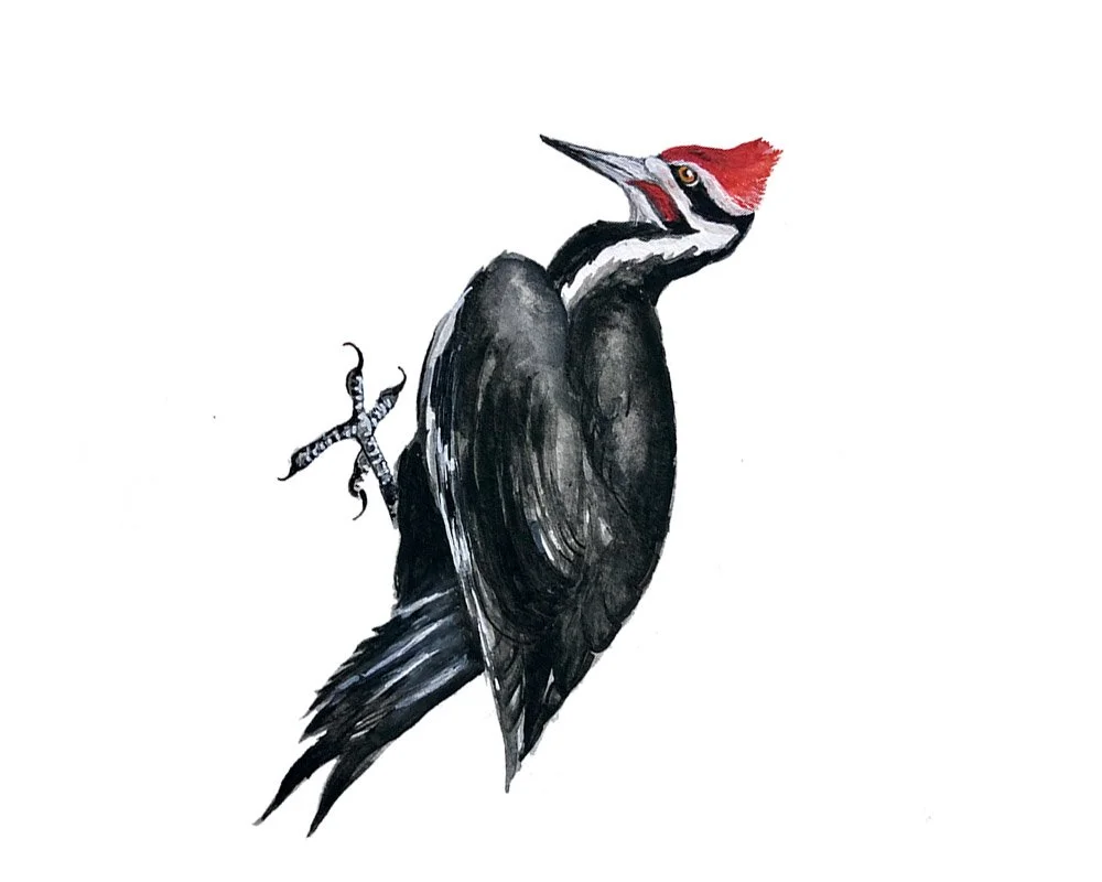 Pileated Woodpecker. Watercolor, pen and ink.