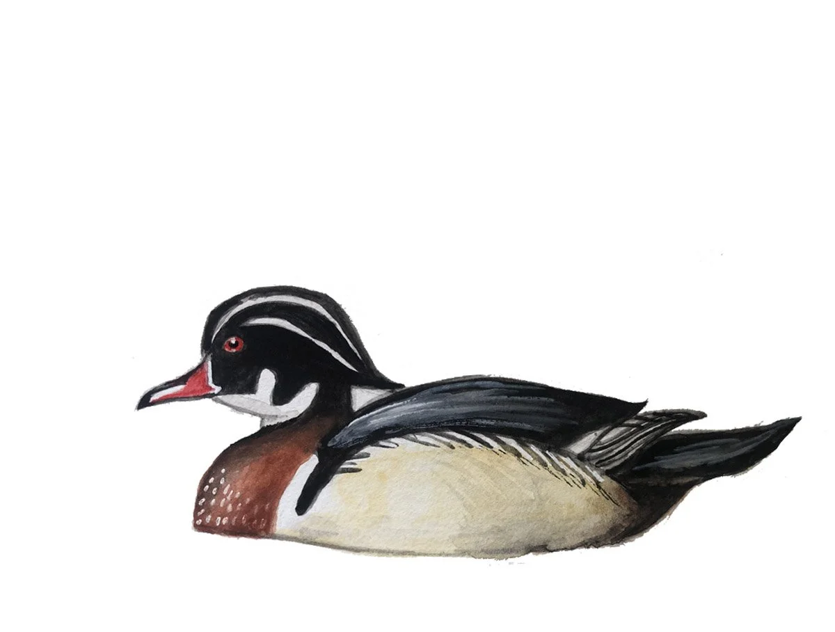 Wood Duck. Watercolor, pen and ink.