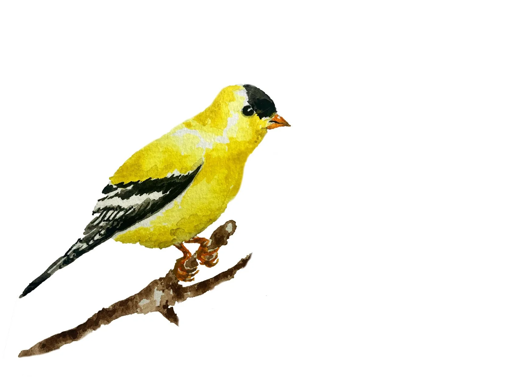 American Goldfinch. Watercolor, pen and ink.