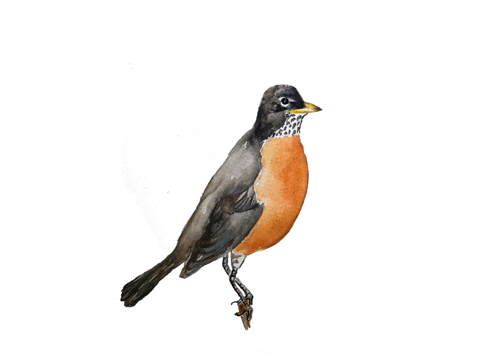 American Robin, state bird of Connecticut and Michigan