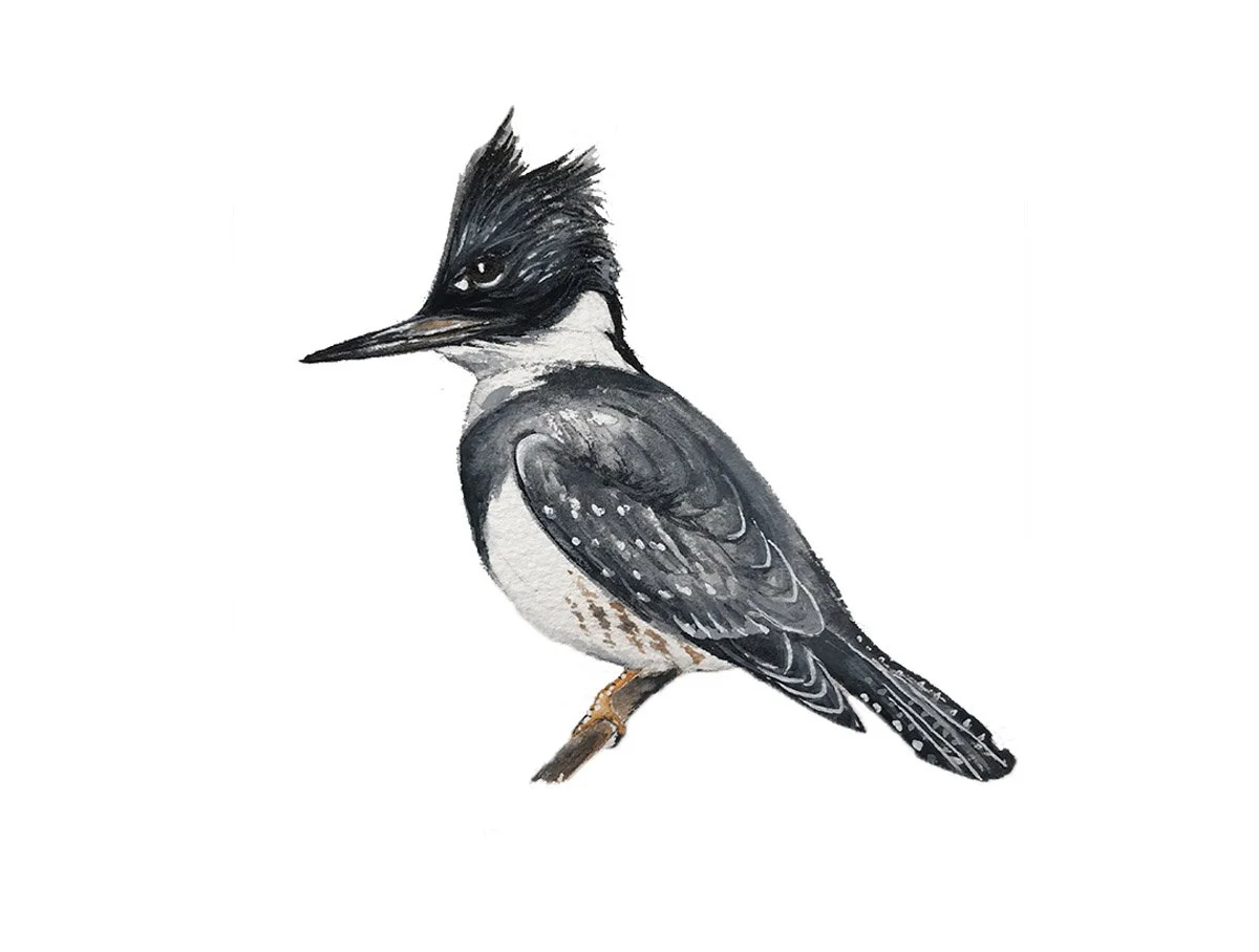 Belted Kingfisher. Watercolor, pen and ink.