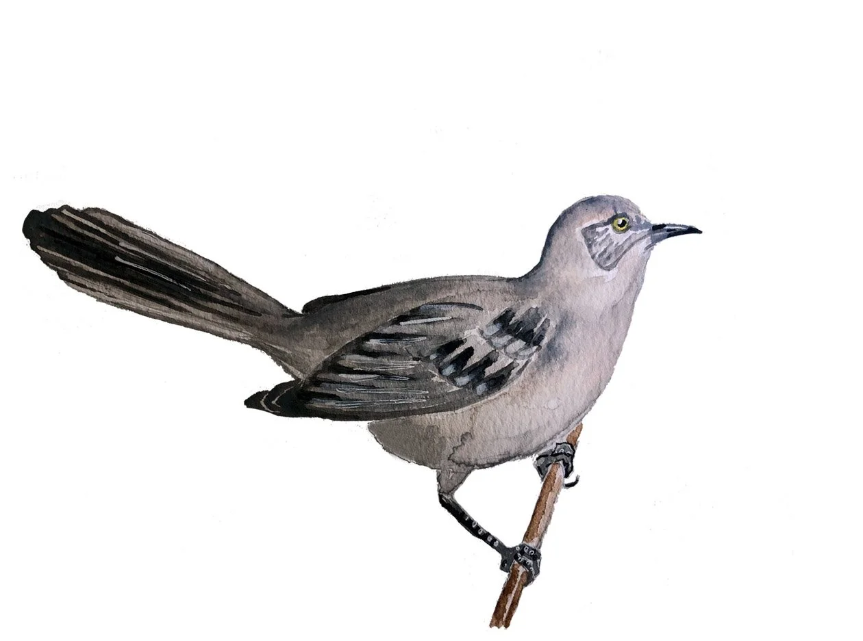 Northern Mockingbird, state bird of Arkansas, Florida and Texas. Watercolor, pen and ink.