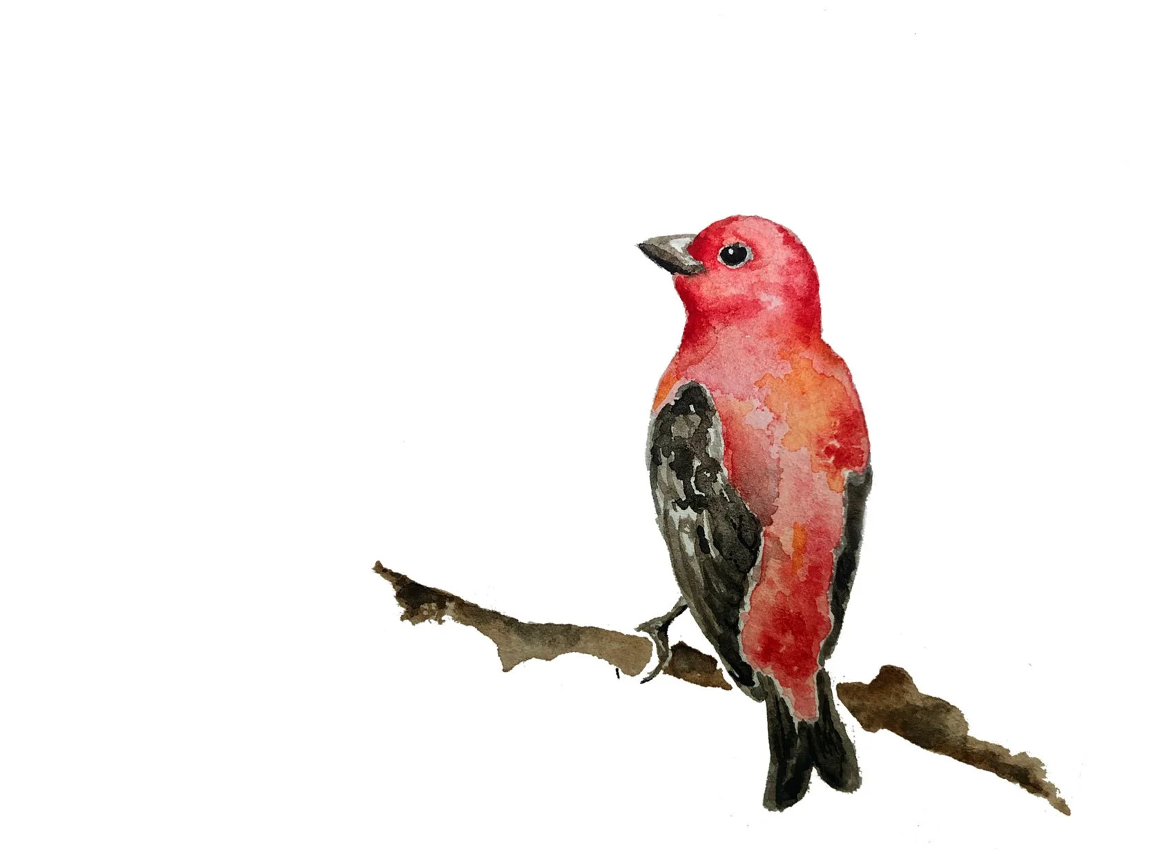 Scarlet Tanager. Watercolor, pen and ink.
