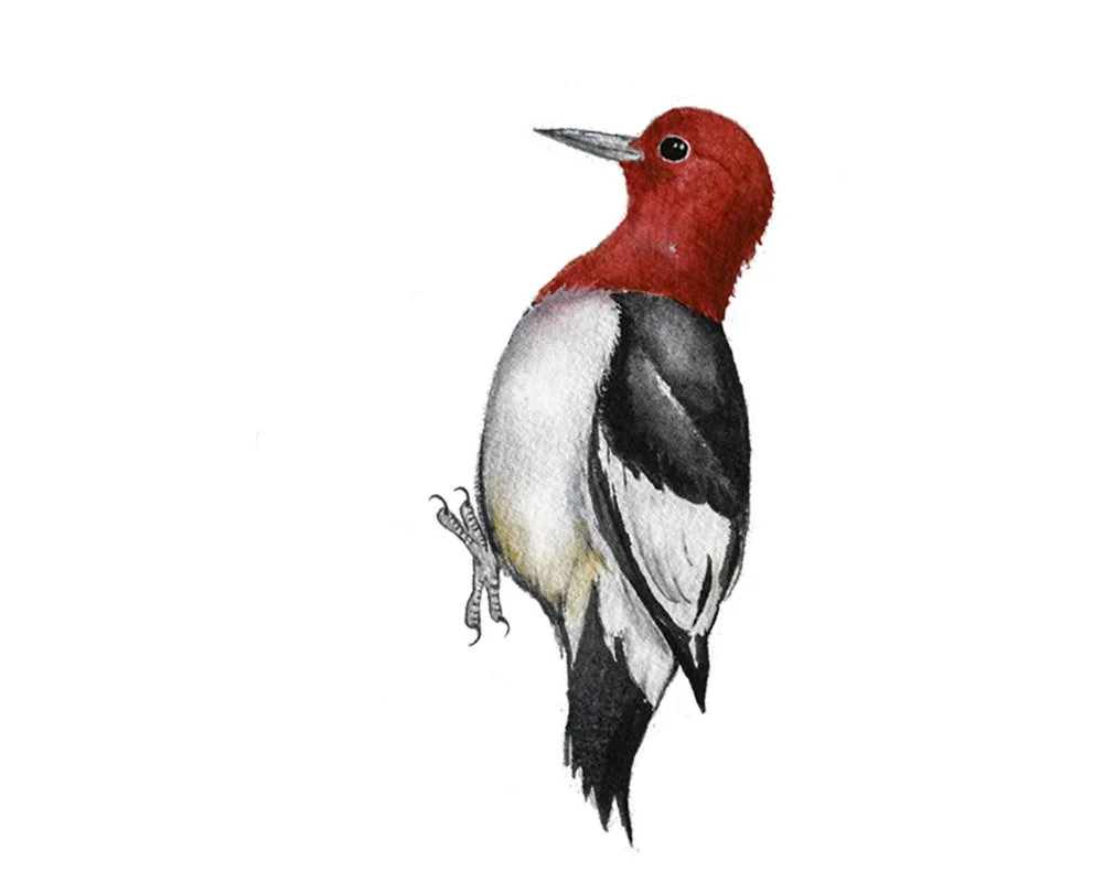 Redheaded Woodpecker. Watercolor, pen and ink.