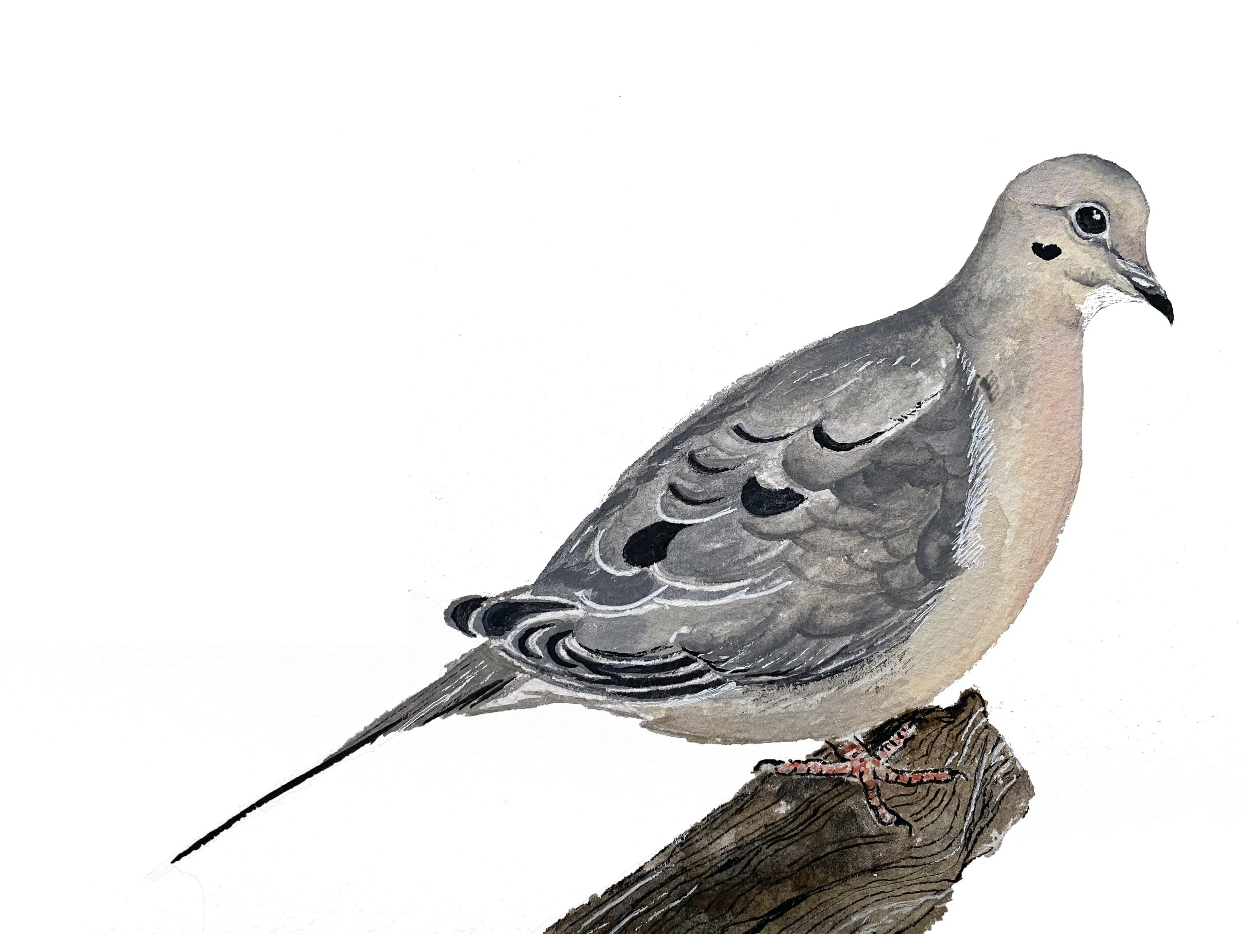 Mourning Dove. Gouache, pen and ink.