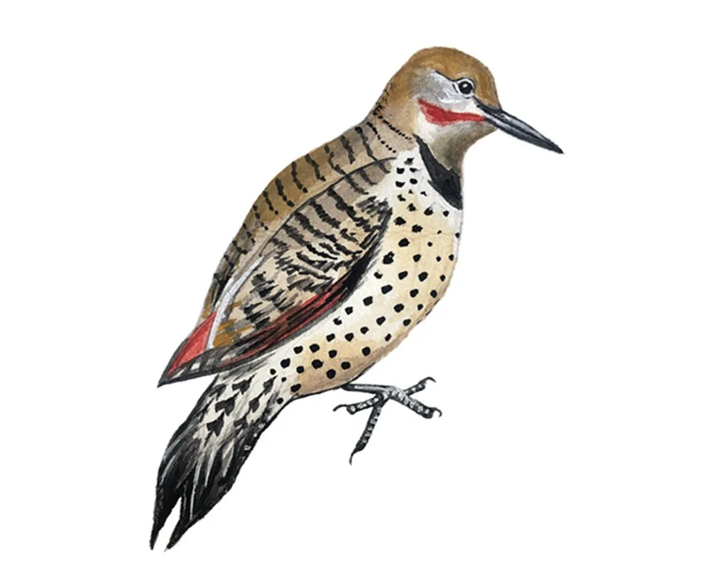Northern Flicker, state bird of Alabama. Watercolor, pen and ink.