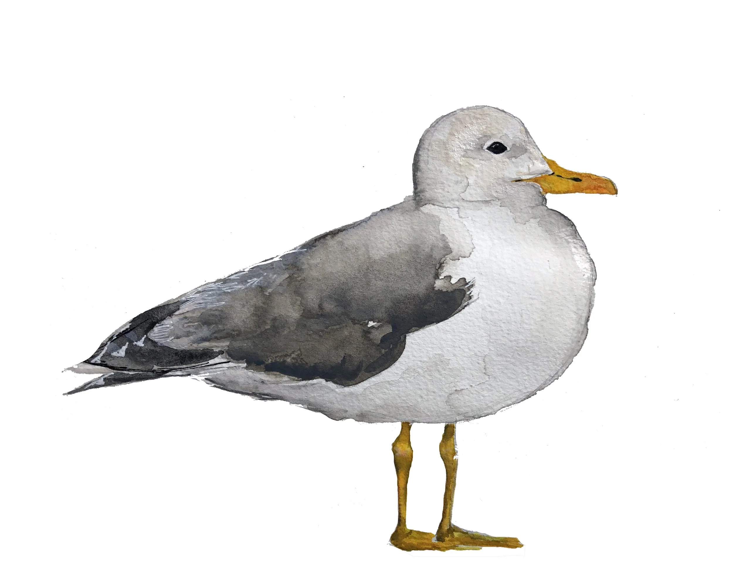 California Gull. Watercolor, pen and ink.