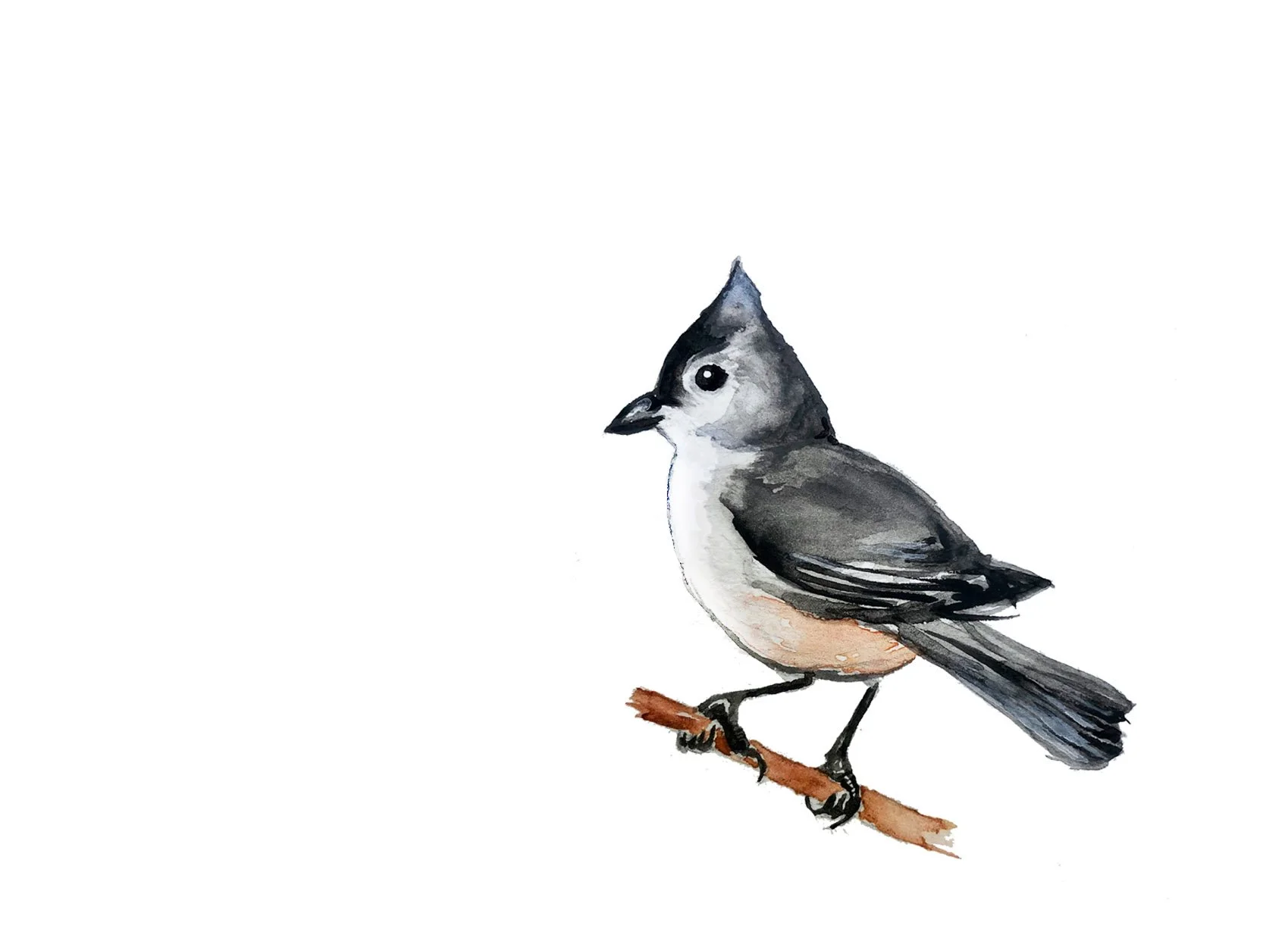 Tufted Titmouse. Watercolor, pen and ink.