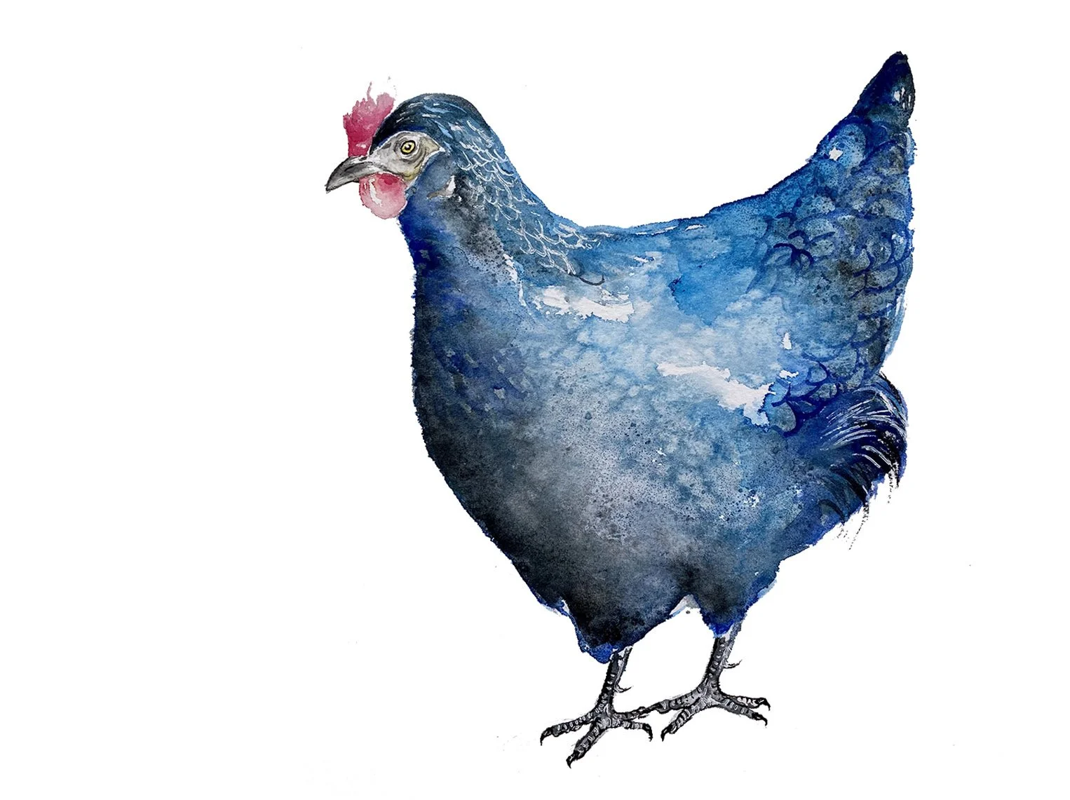 Delaware Blue Hen. Watercolor, pen and ink.