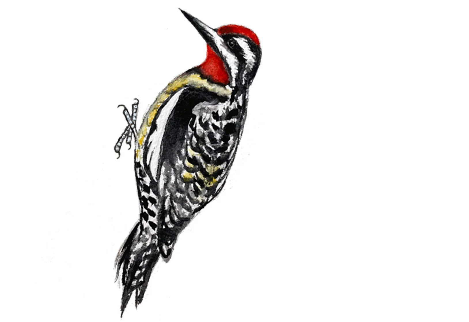 Yellow-bellied Sapsucker. Watercolor, pen and ink.