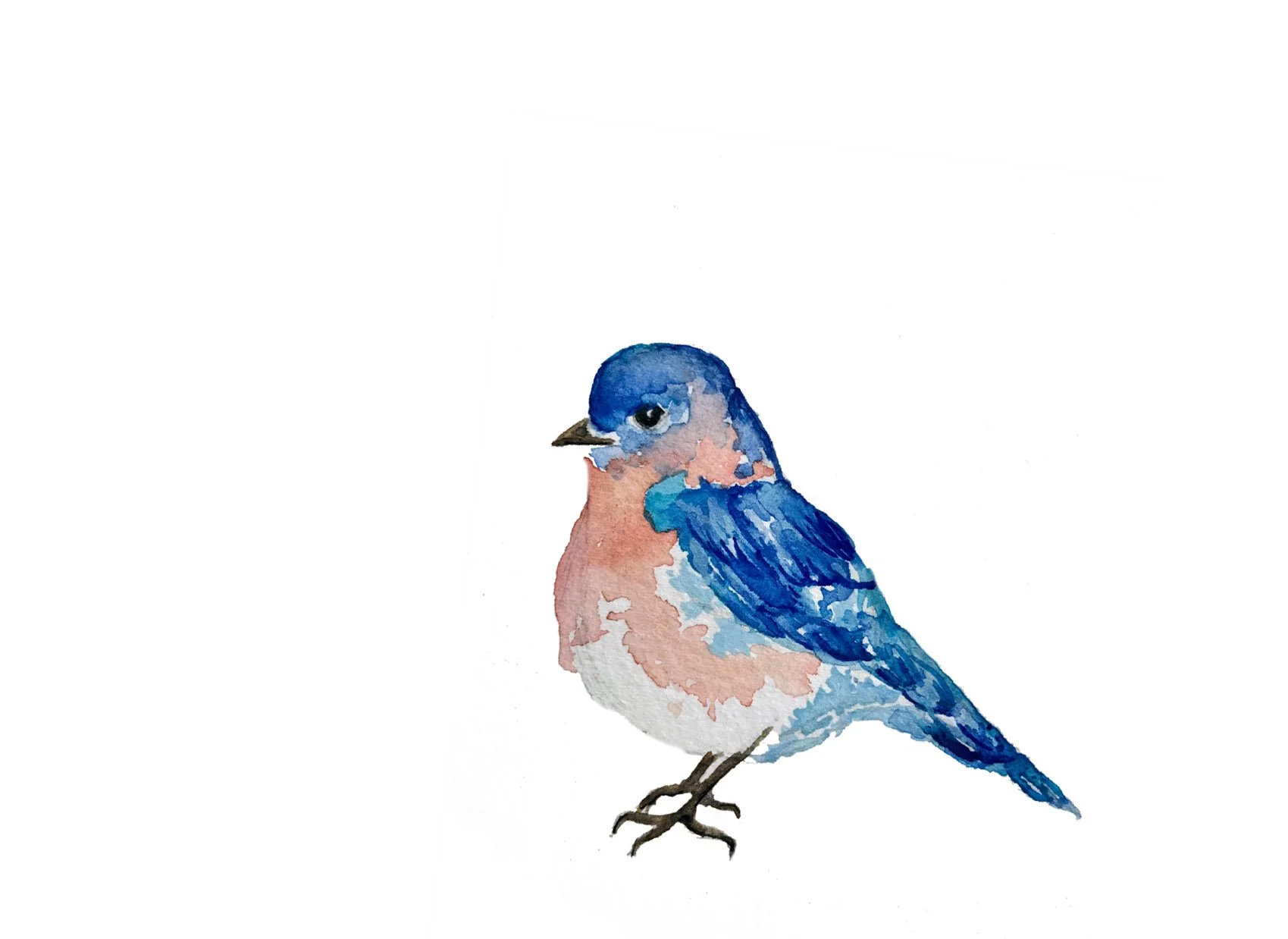 Eastern Bluebird. Watercolor, pen and ink.
