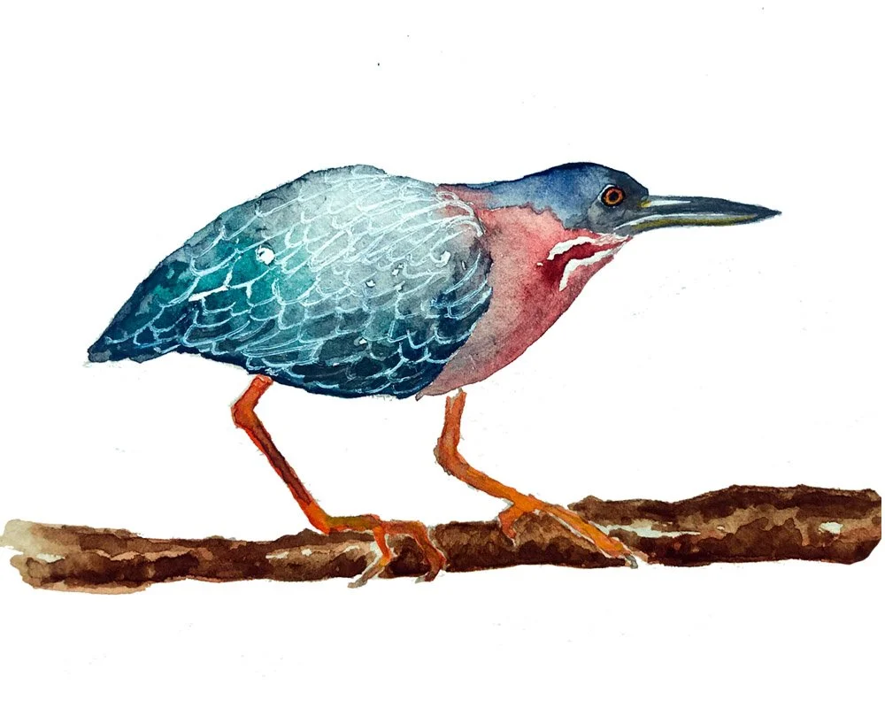Green Heron. Watercolor, pen and ink.