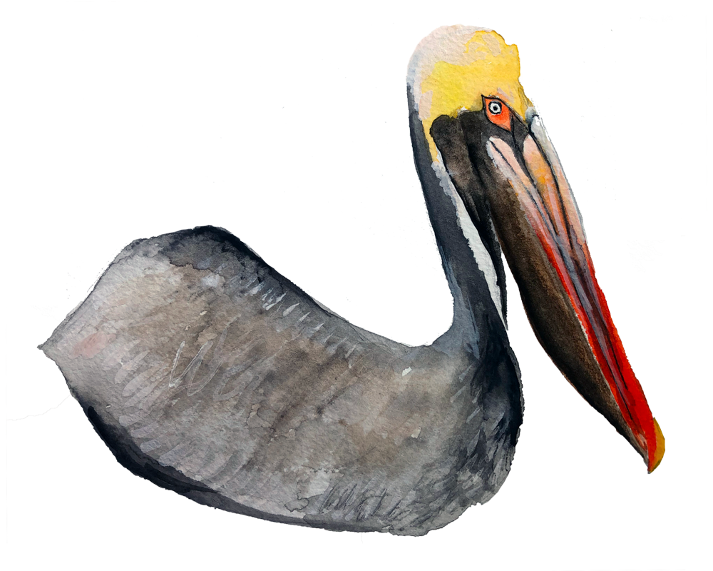 Brown Pelican, state bird of Louisiana. Watercolor, pen and ink.