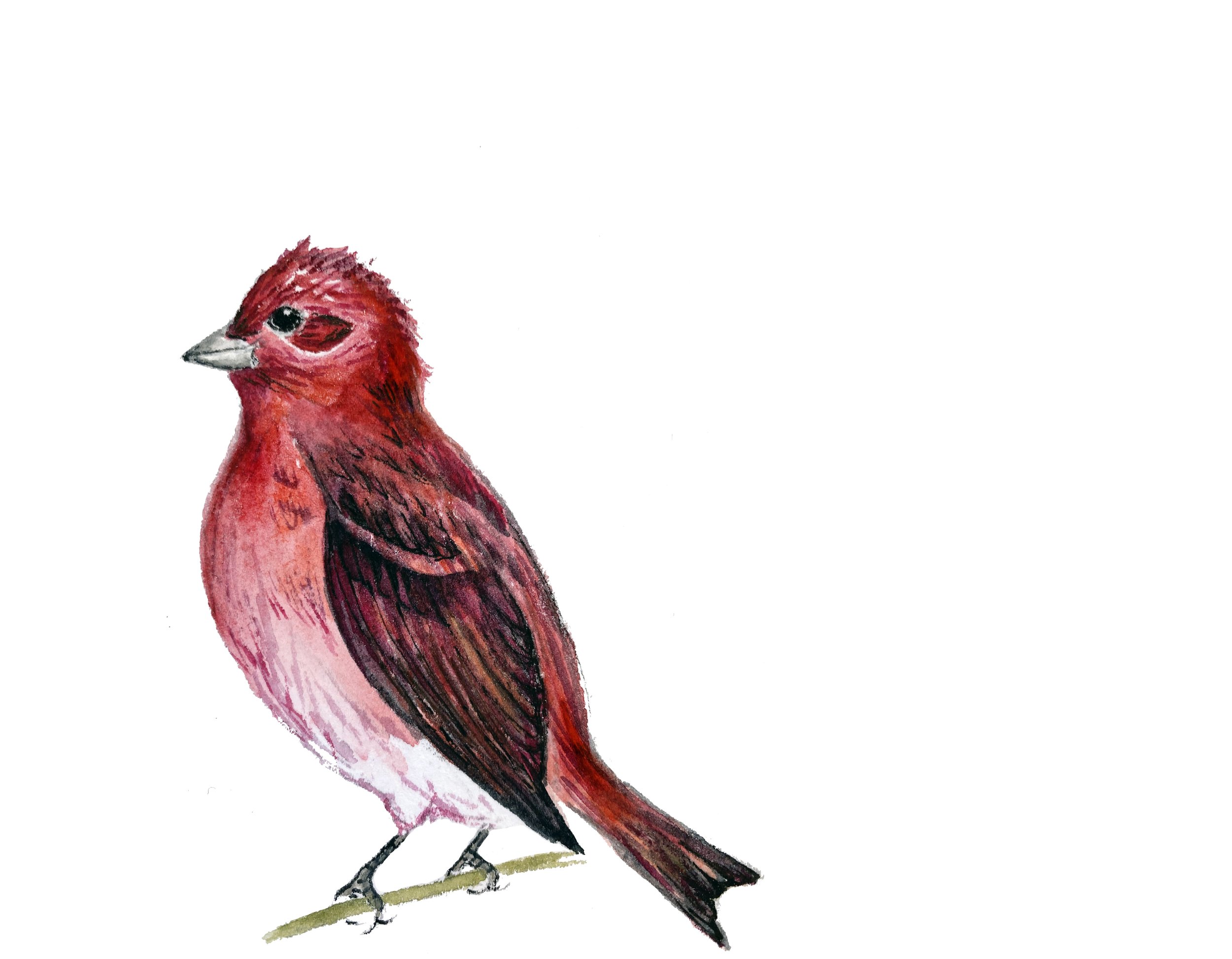 Purple Finch, state bird of New Hampshire. Watercolor, pen and ink.