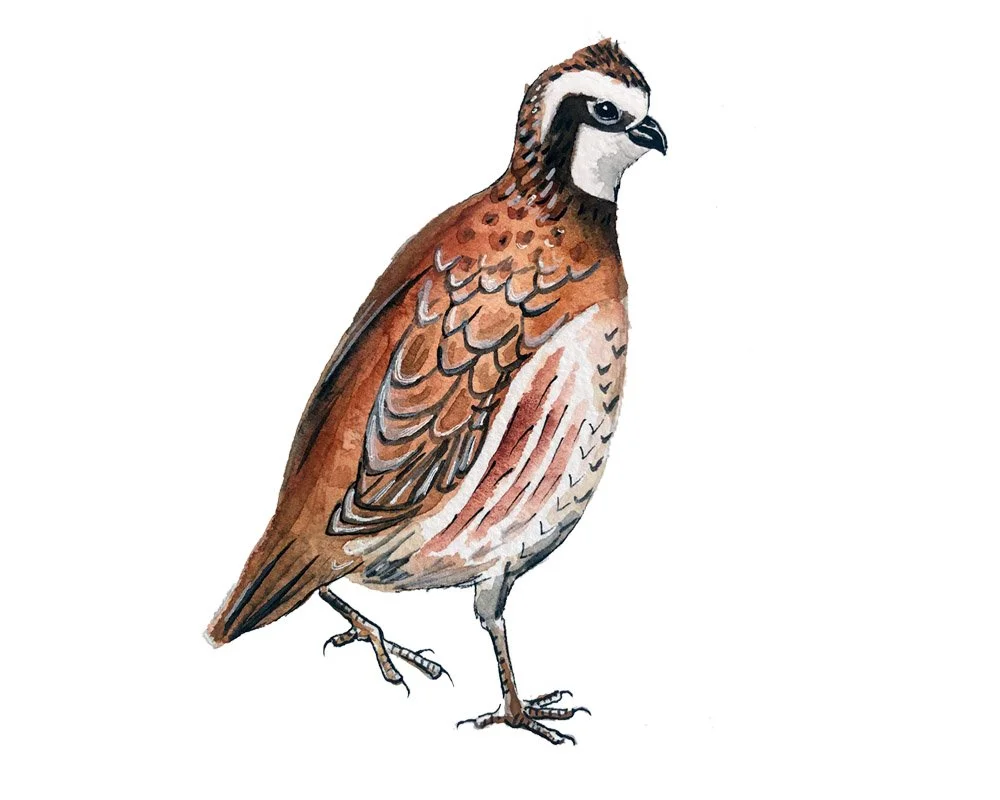 Northern Bobwhite. Watercolor, pen and ink.