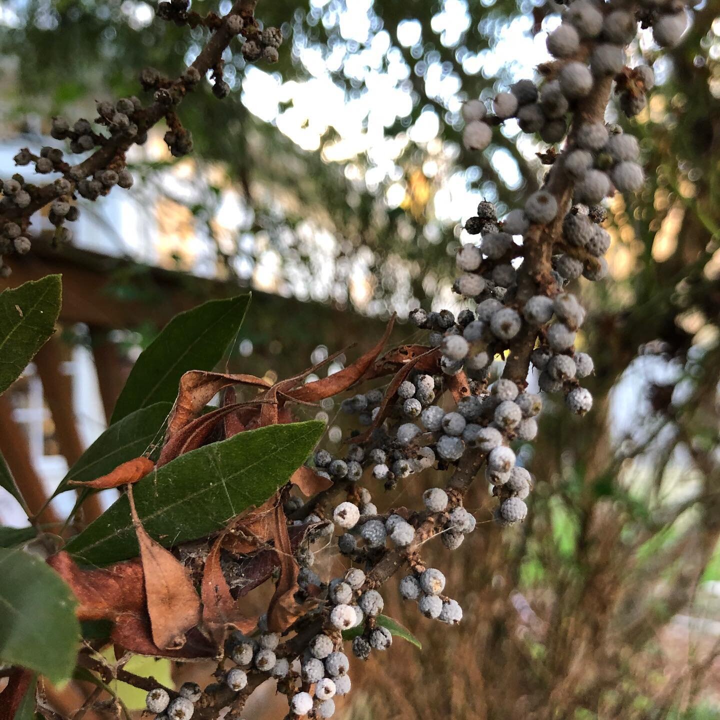 &ldquo;Do you know what this tree is?&rdquo; - the question that started our family holiday adventure!

The wavy-looking branches (pic 2) reminded my sister of a myrtle, and she was right! @inaturalistorg identified this as a wax myrtle, Myrica cerif