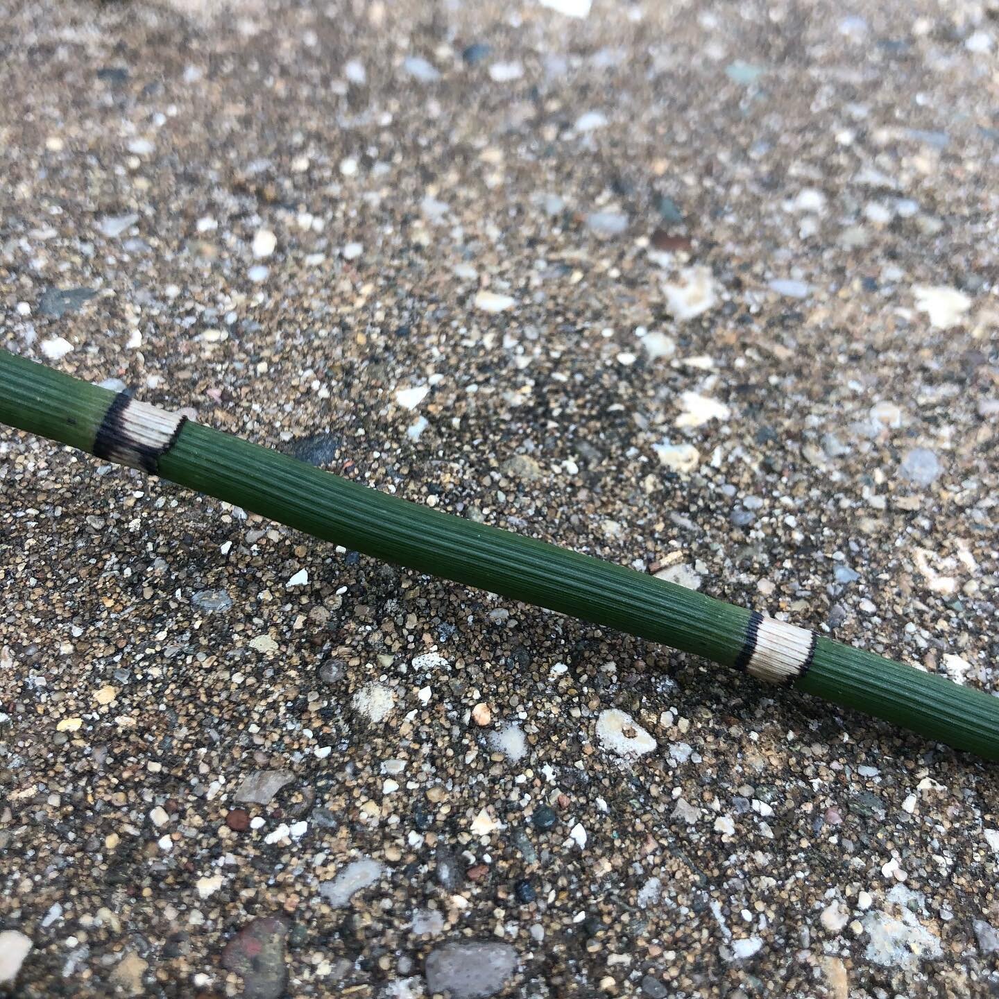 Horsetails (Genus: Equisetum) are one of my favorite plants! Like horseshoe crabs ginkgo trees, they&rsquo;re known as &ldquo;living fossils.&rdquo; Although very few species persist today, they dominated prehistoric forests. Since they pre-date flow