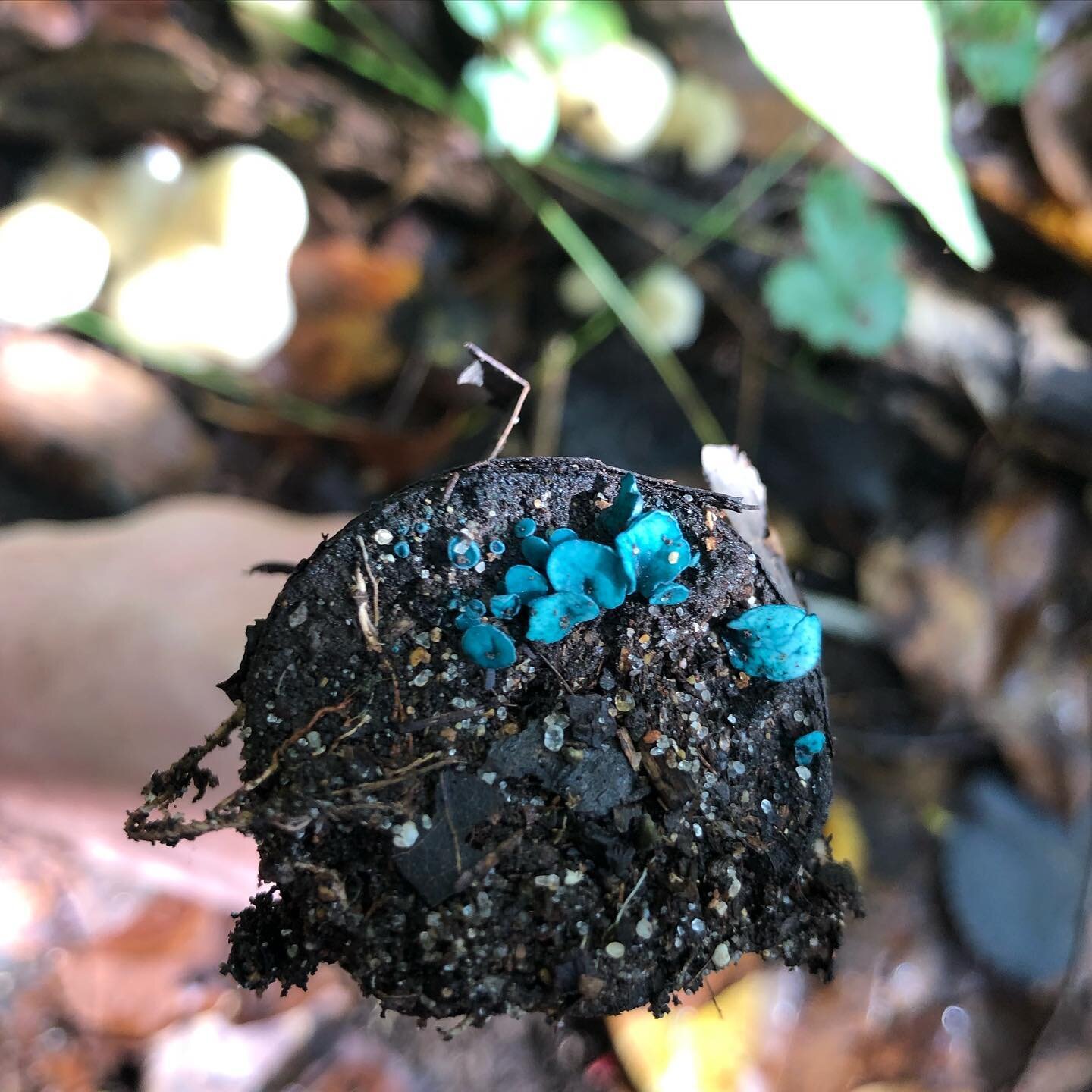 Have you ever noticed bluish-green stains on fallen logs? Green elfcups (Chlorociboria) are often the cause! This color is rare in nature. In fact, I initially thought this was a piece of plastic! 

According to my reading, it&rsquo;s rare to see the