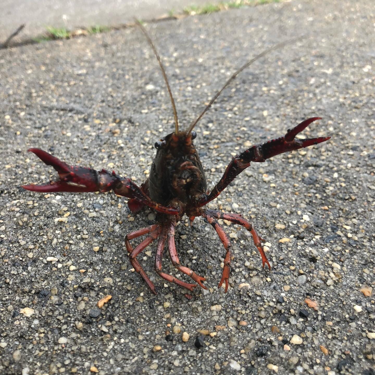 This crawdad challenged me to a sidewalk fight over Christmas. Crawdad, crayfish, and mud bug all refer to these small, lobster-like crustaceans. This one is probably the Red Swamp Crayfish (Procambarus clarkii), which is native to the southeast US, 