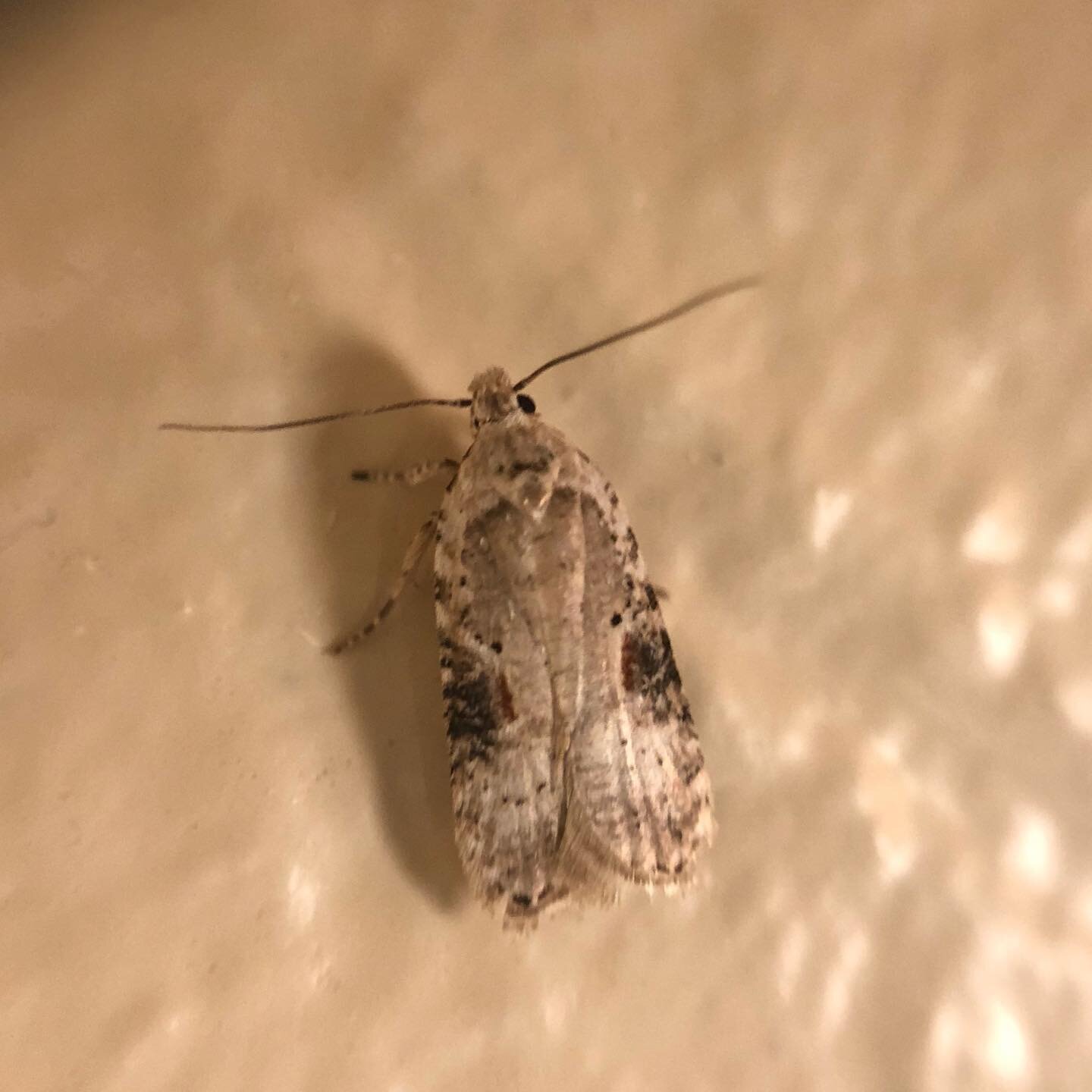 This tiny moth is hiding a deadly secret! The poison hemlock moth, Agonopterix alstromeriana, feeds on the poison hemlock plant. Not to be confused with the hemlock tree, hemlock plants are in the carrot family, and are probably best known for being 