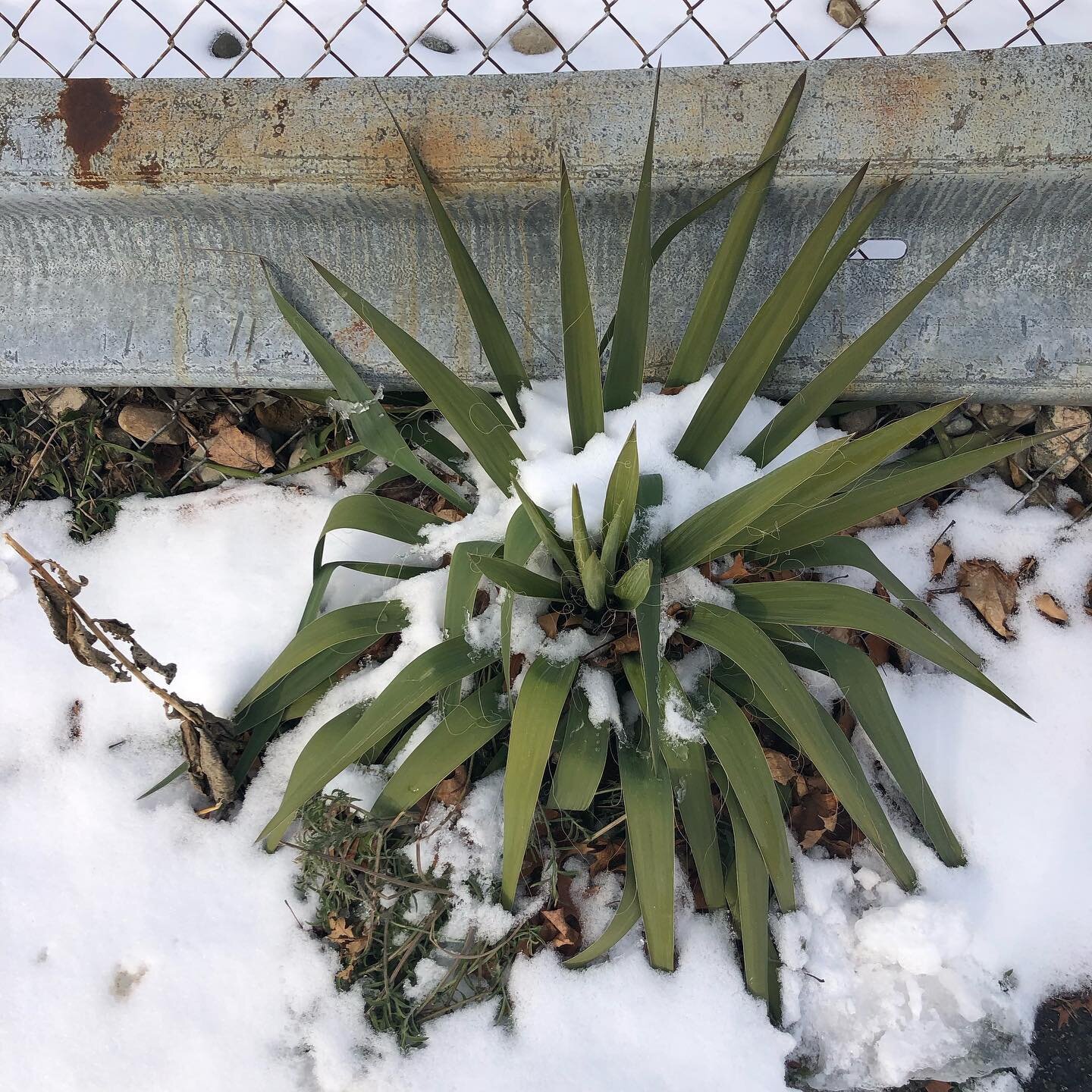 It tickled me to see this parking lot yucca thriving in the Michigan snow! Yuccas are a genus of flowering plants that are related to agaves. They&rsquo;re are primarily native to tropical and subtropical regions, with a few species found in warm tem